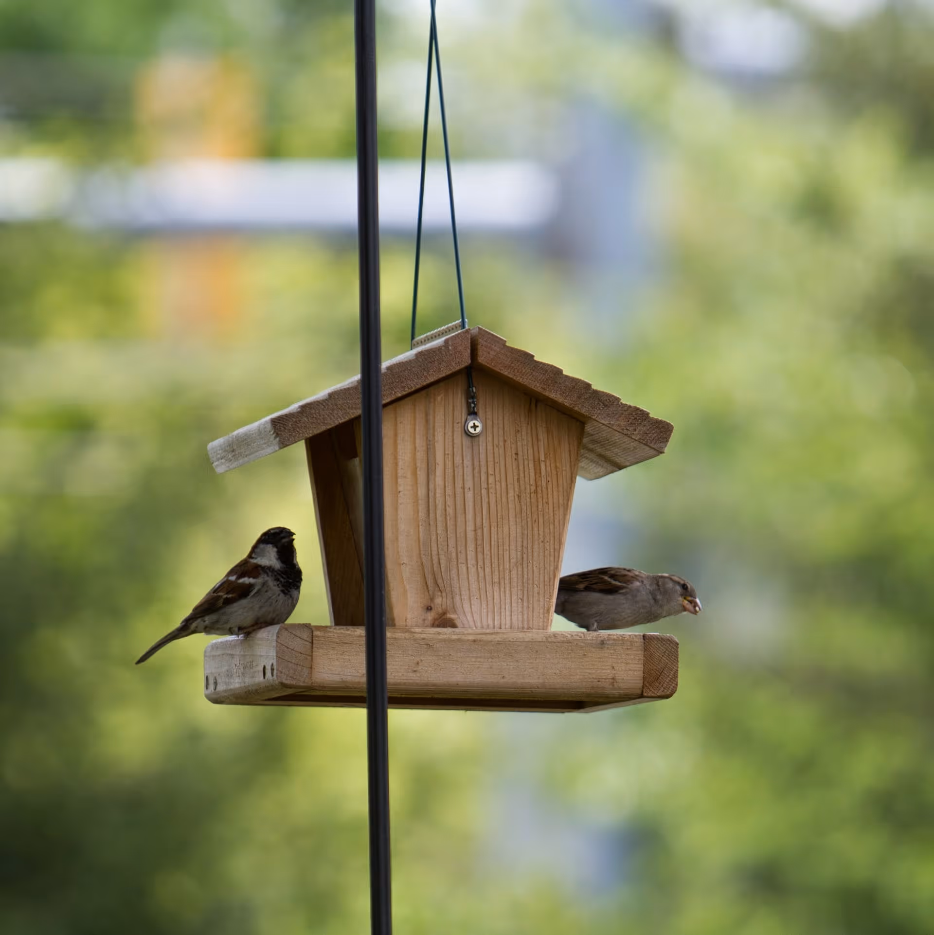 Two small birds perched on a wooden bird feeder outdoors with a green blurred background.