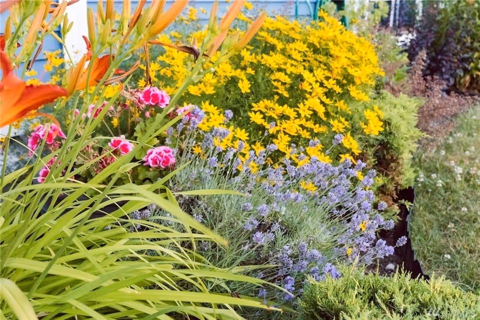 Colorful garden bed with yellow, purple, pink, and orange flowers beside a lawn and building siding.