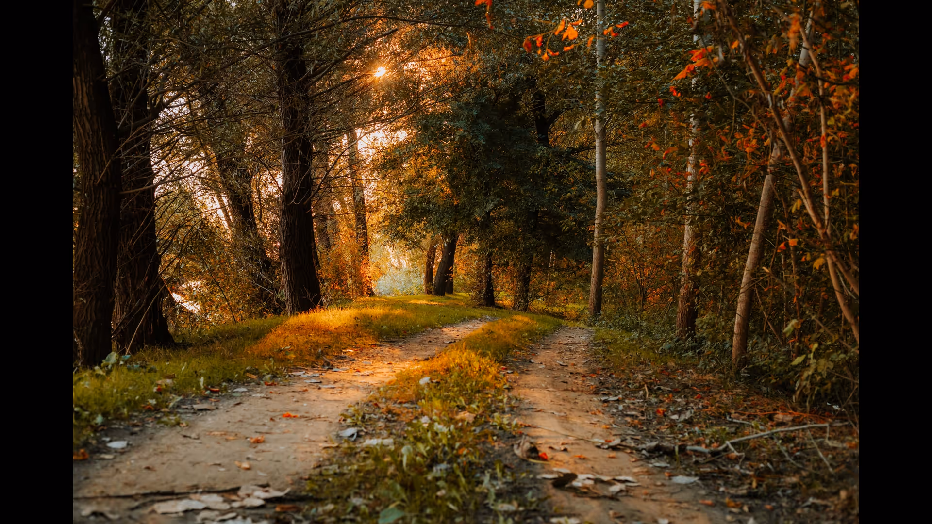 Sunlit forest path with trees and fallen leaves in a tranquil outdoor setting.