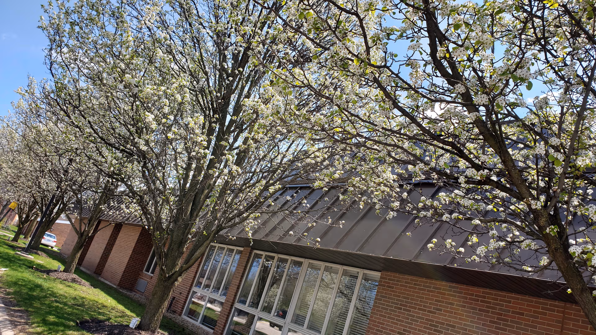 Brick facility with large glass entry, flowering trees lining the walkway in daylight.