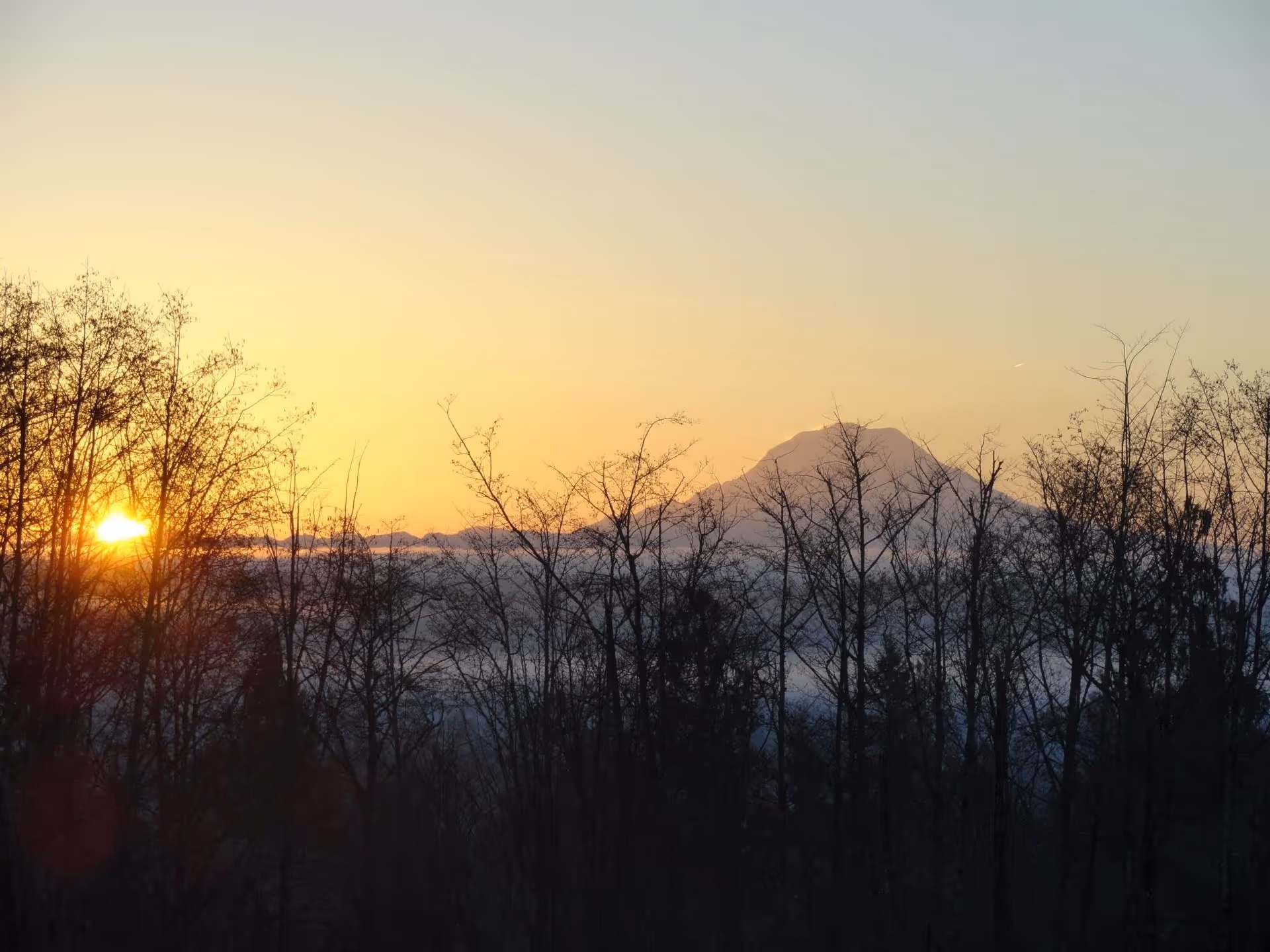 Sunrise over a misty valley with bare tree silhouettes and a distant mountain peak.