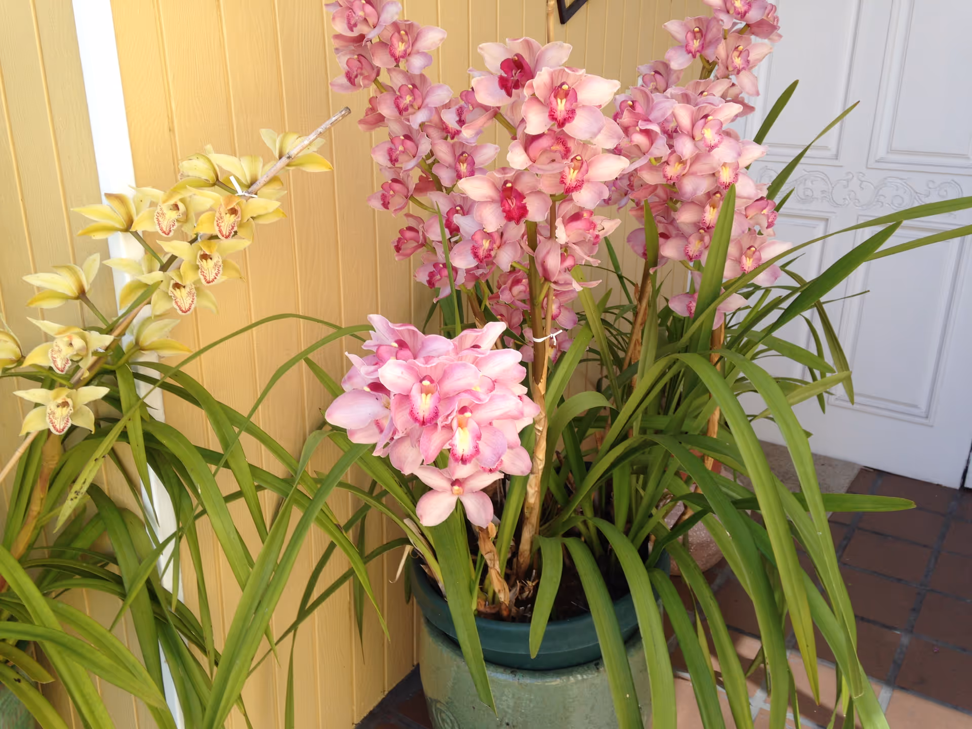 Bright pink orchids in a green pot placed outside beside a yellow wall and white door.