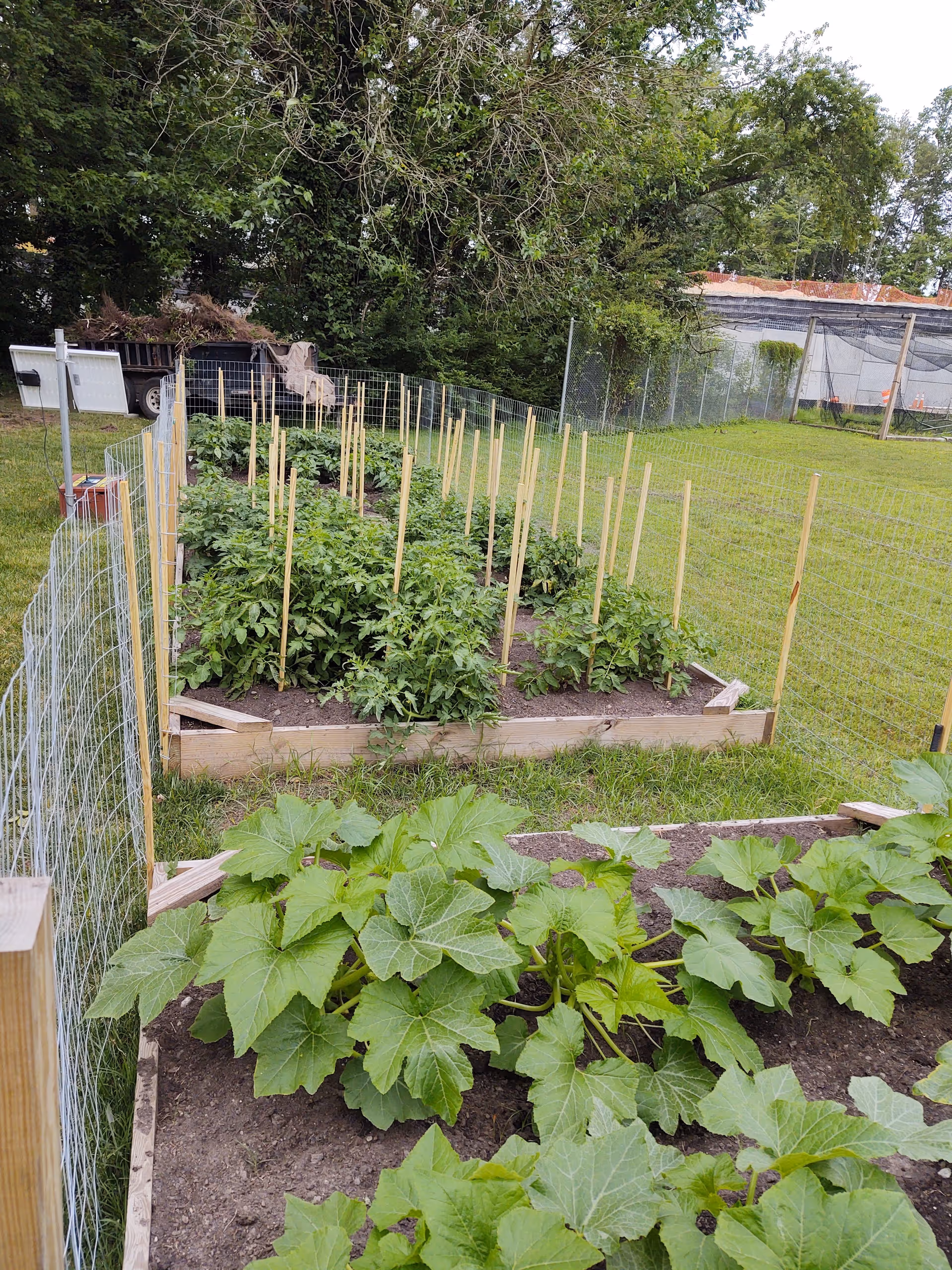 A fenced garden area with multiple raised garden beds containing various green plants and vegetables. Wooden stakes are placed in the soil to support the plants. The garden is surrounded by grass and trees in the background.