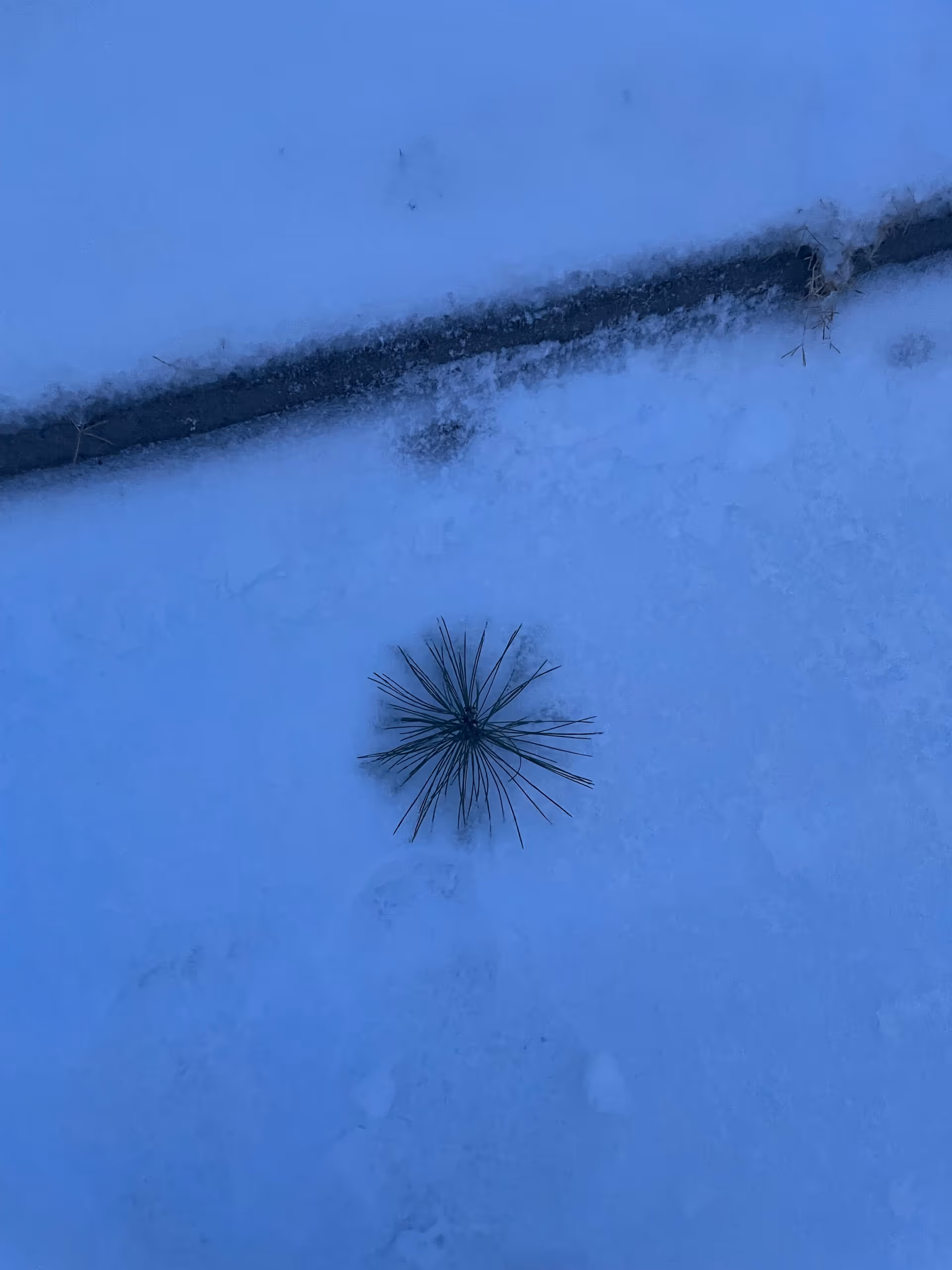 Snow-covered ground with a small pine needle cluster in the foreground.