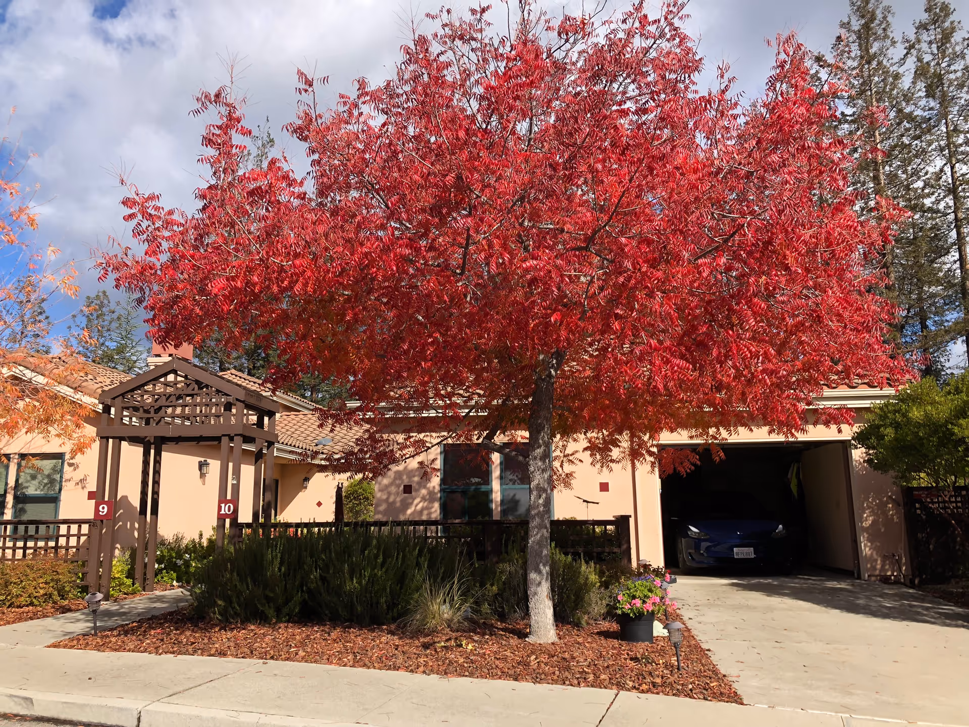 Front exterior of The Forum at Rancho San Antonio, red autumn tree in foreground.