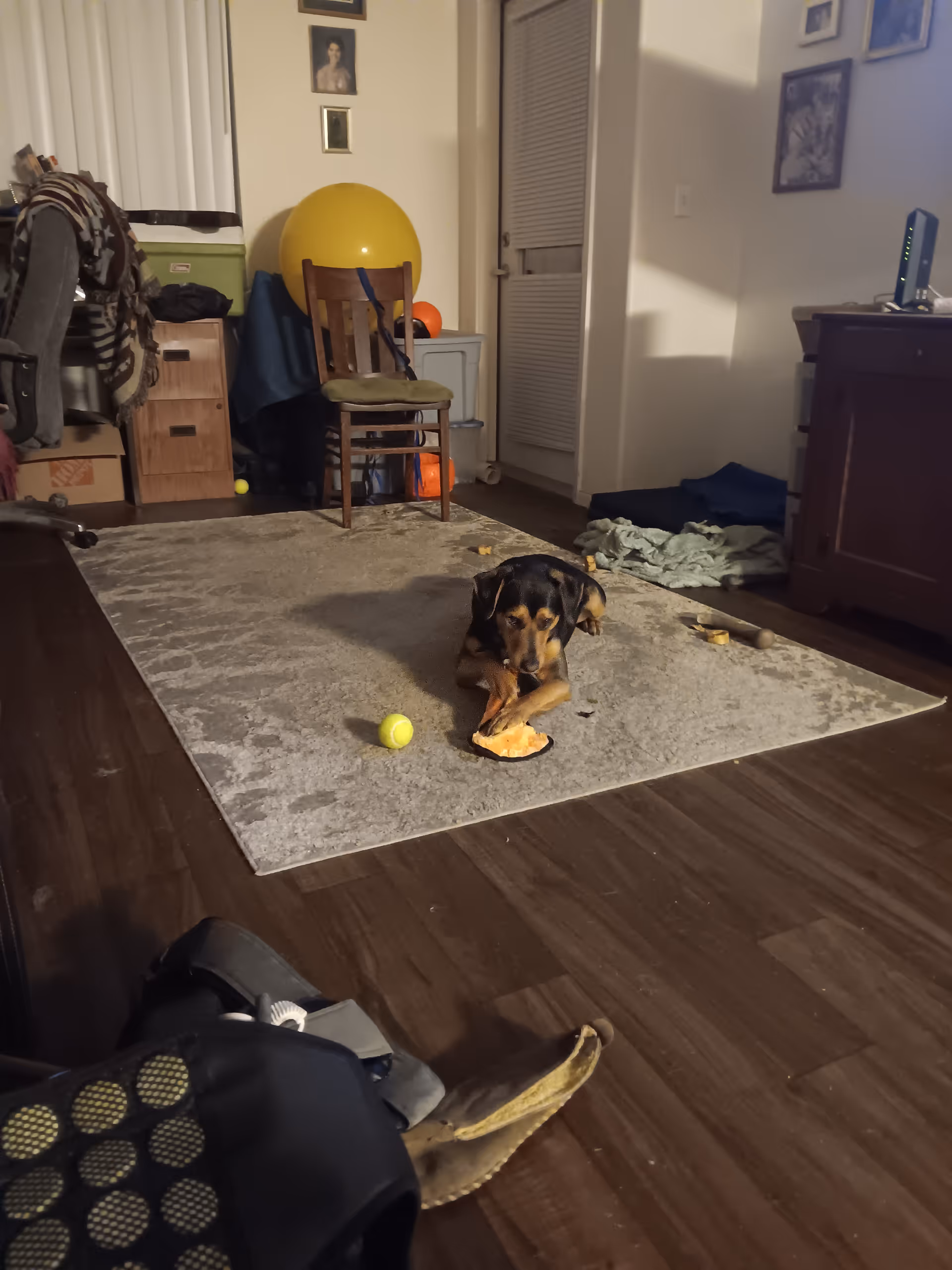 A small dog chews a bone on a rug in a cluttered living room.