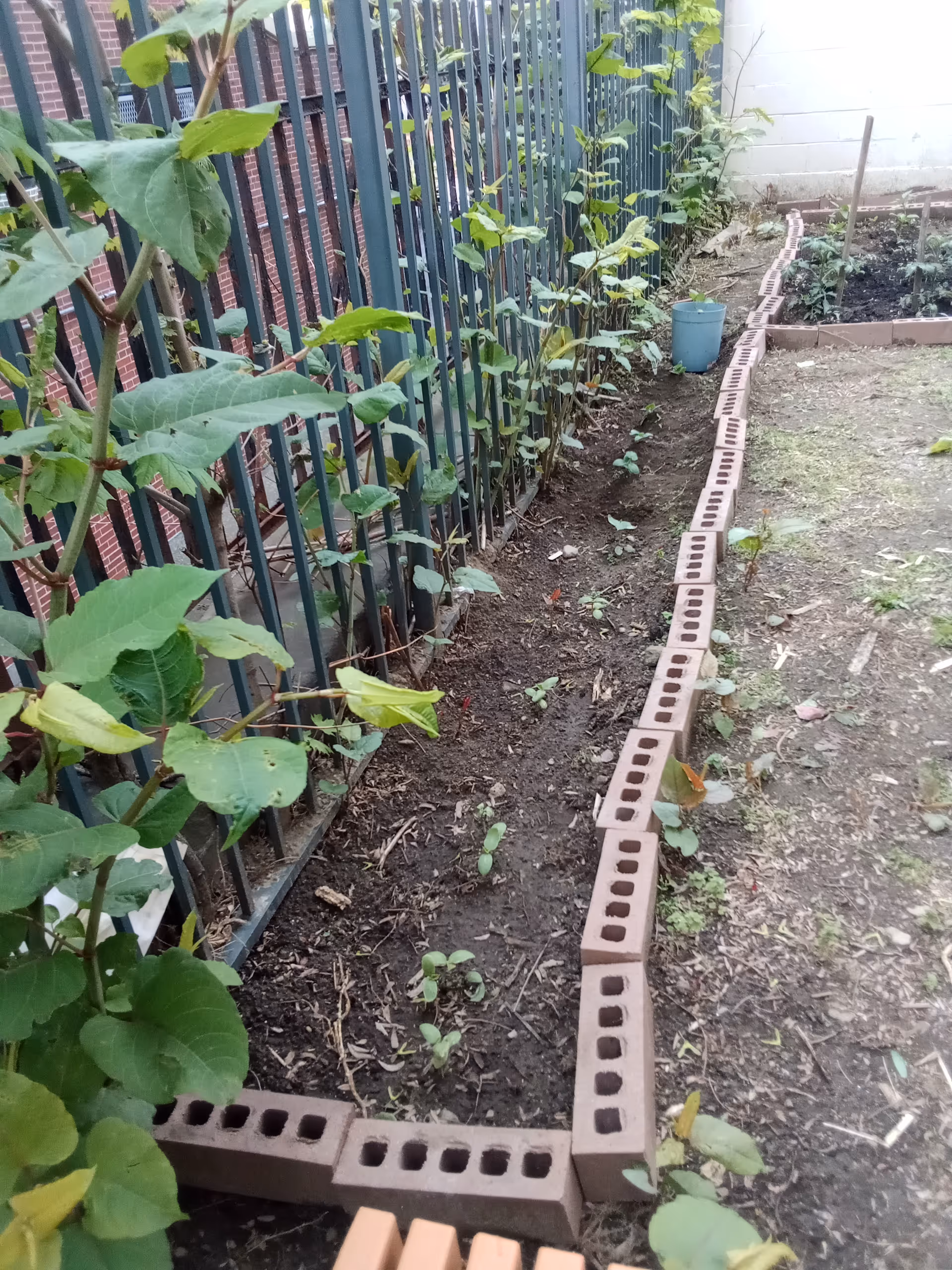 A garden bed along a metal fence with young plants and brick edging.