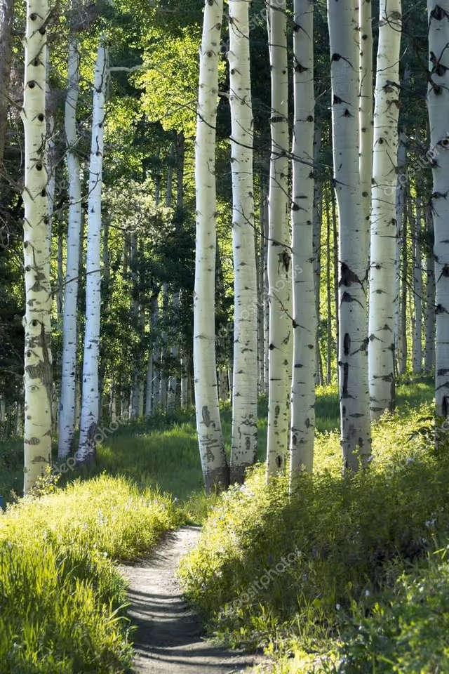 A sunlit forest path winds through a grove of tall white birch trees.
