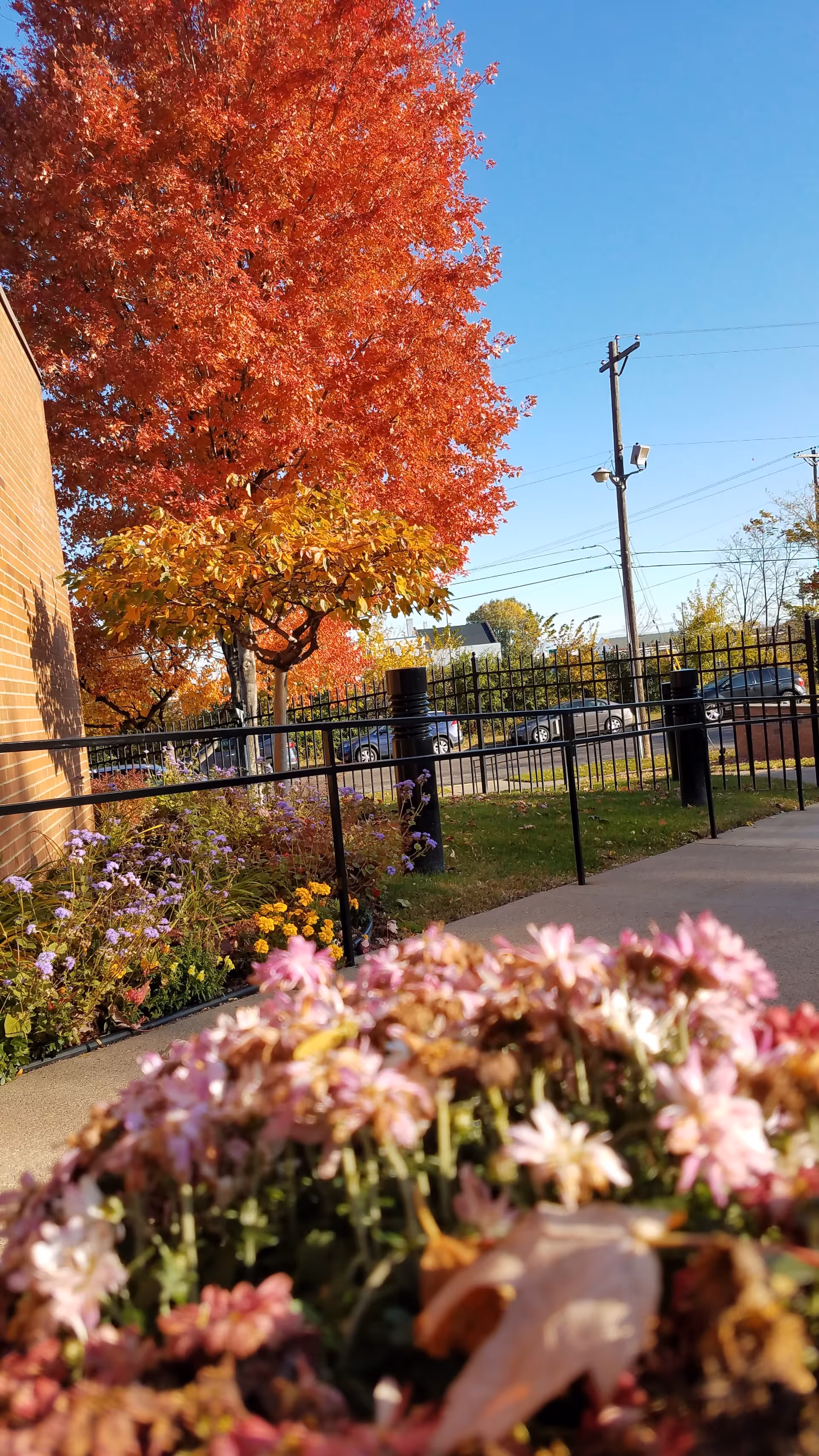 Colorful autumn trees and flowers line a sidewalk beside a building exterior.