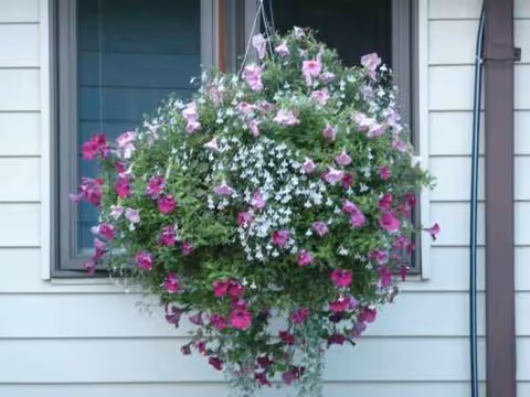Hanging flower basket with pink and white blooms in front of a light siding building.