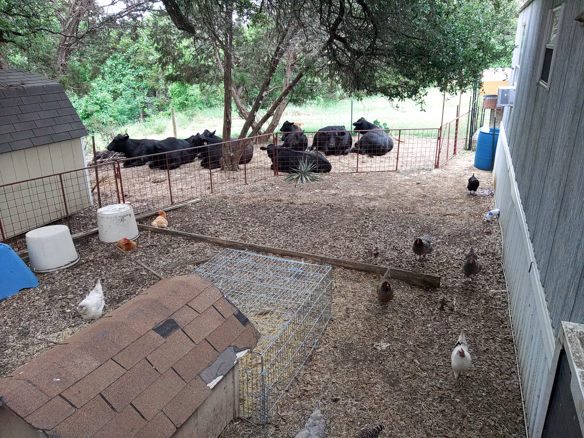 Outdoor yard with animal pens, chickens, and a small coop beside a house.