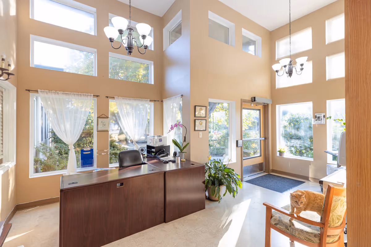 Bright reception area with a dark wood desk, large windows, chandelier, plants, and a cat.