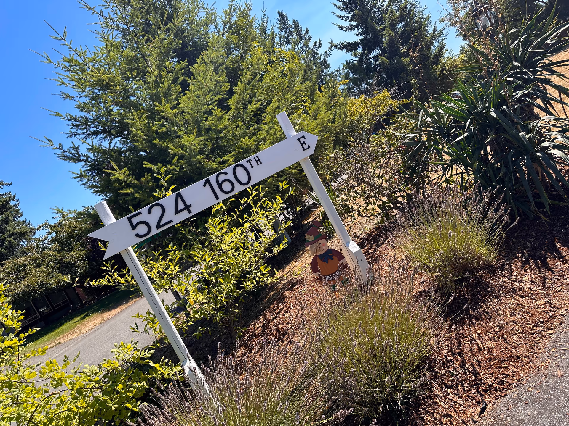 Outdoor white wooden sign showing 524 160th E among shrubs