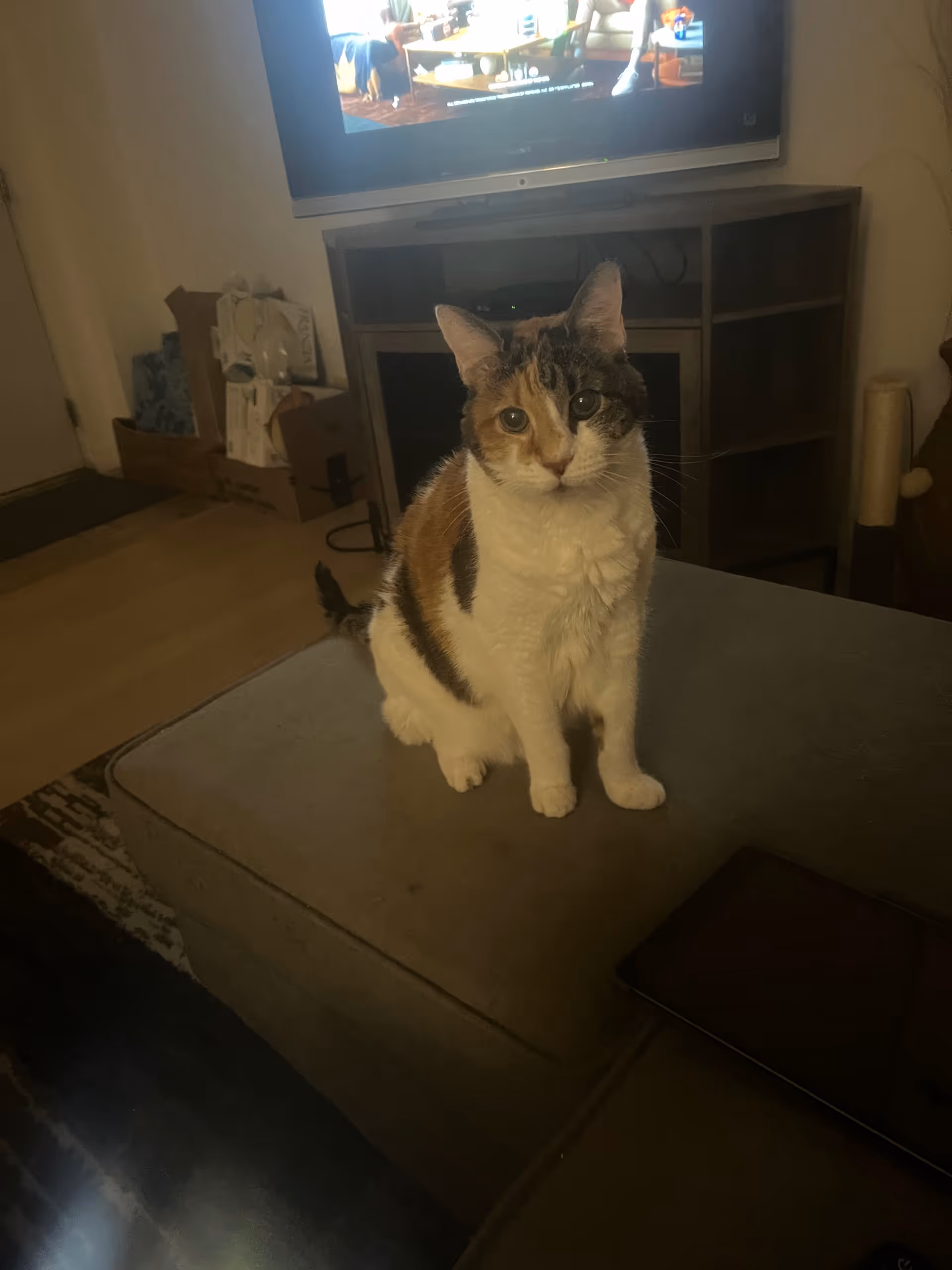 Calico cat sits on a gray ottoman in a living room with a TV and furniture.