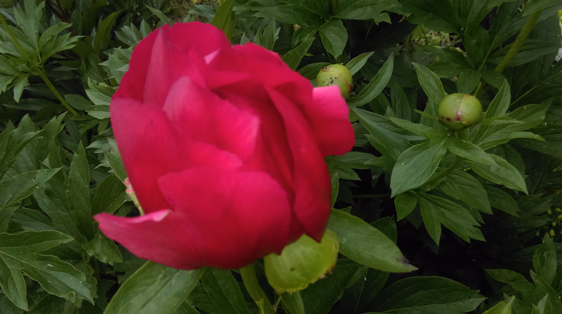 Close-up of a vibrant red peony flower surrounded by green leaves and unopened buds in a garden setting.