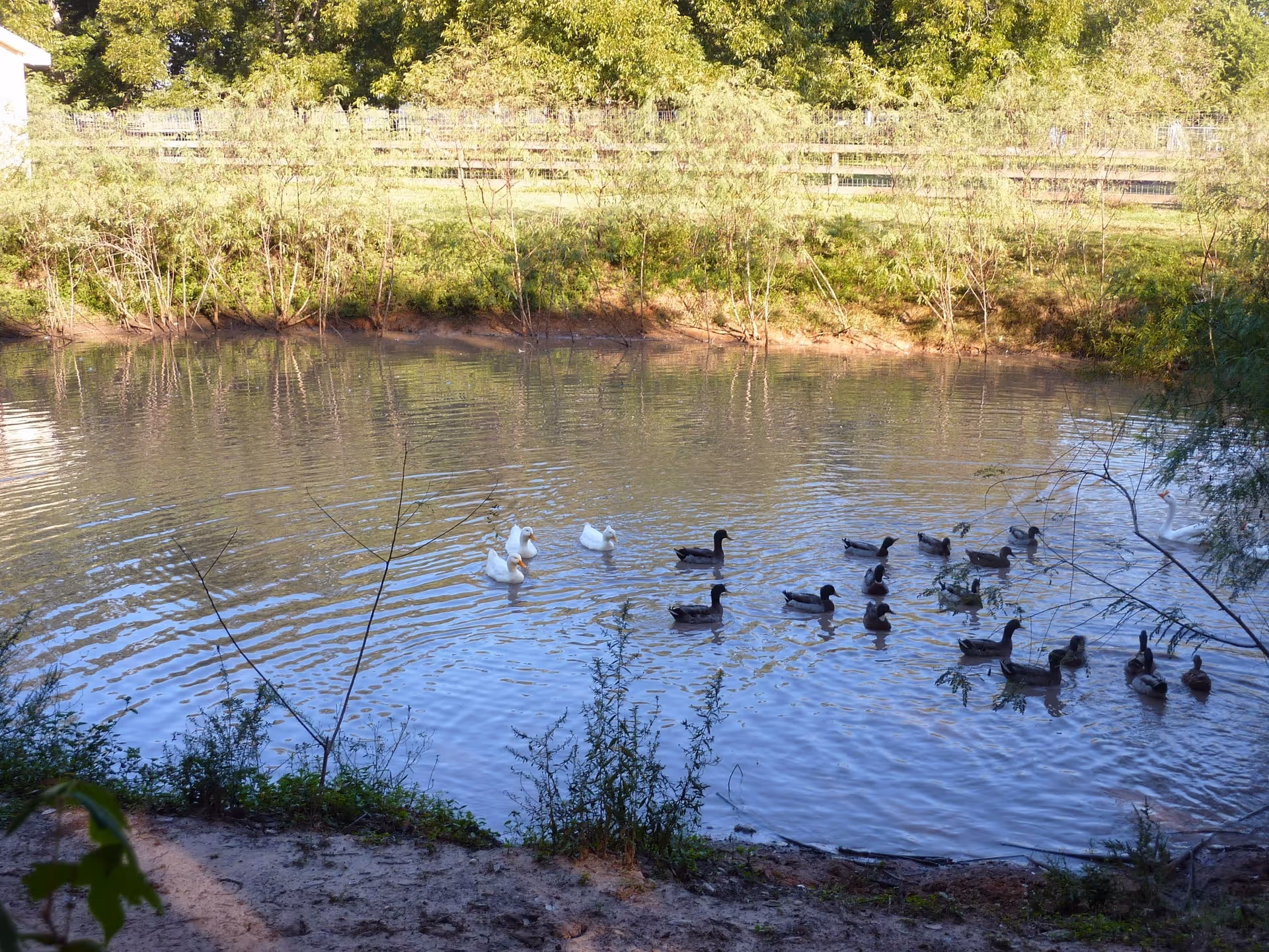 Outdoor pond scene with white and dark ducks by a grassy embankment.