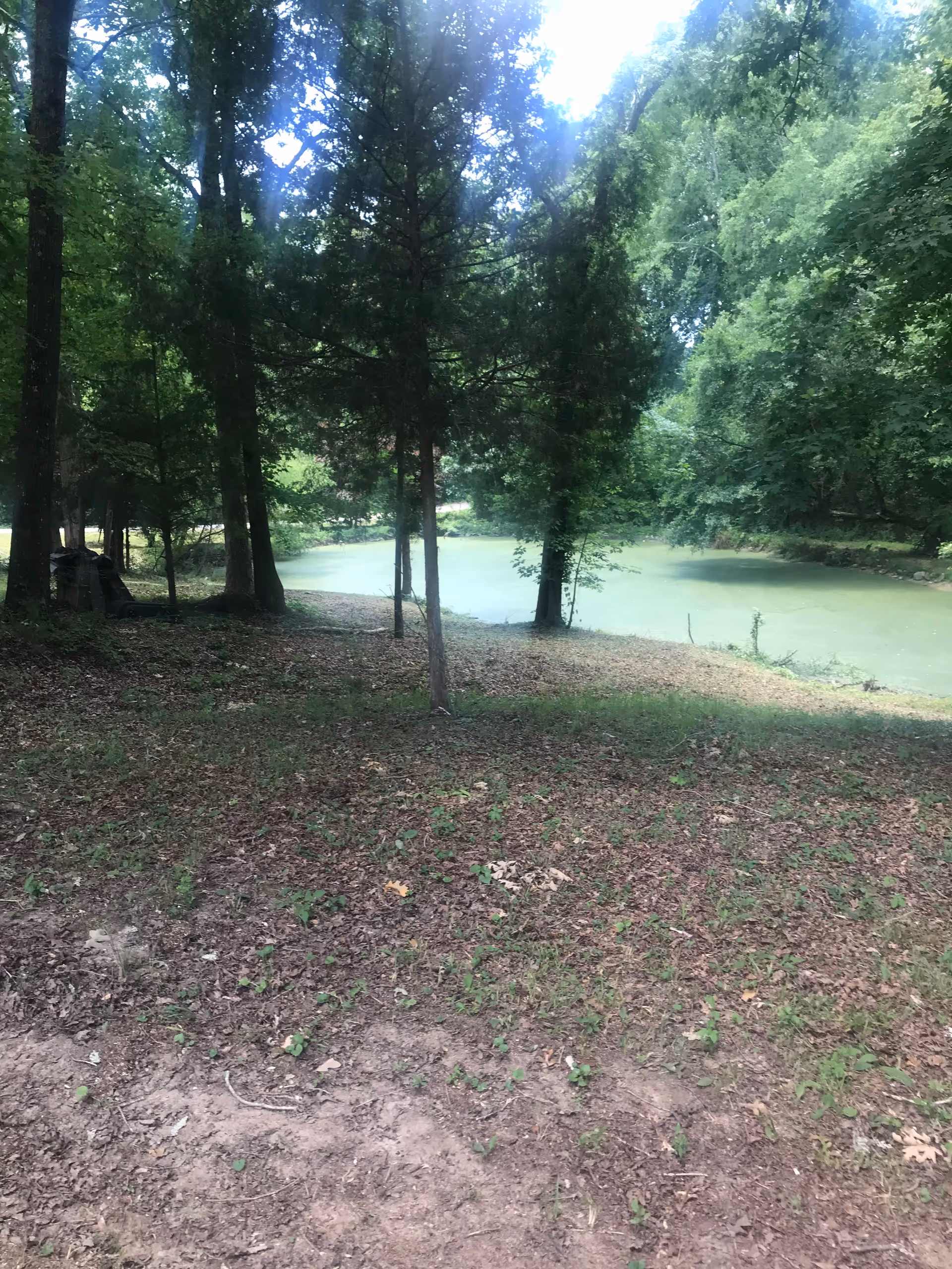 Shaded outdoor area with trees and a green pond by a dirt clearing.