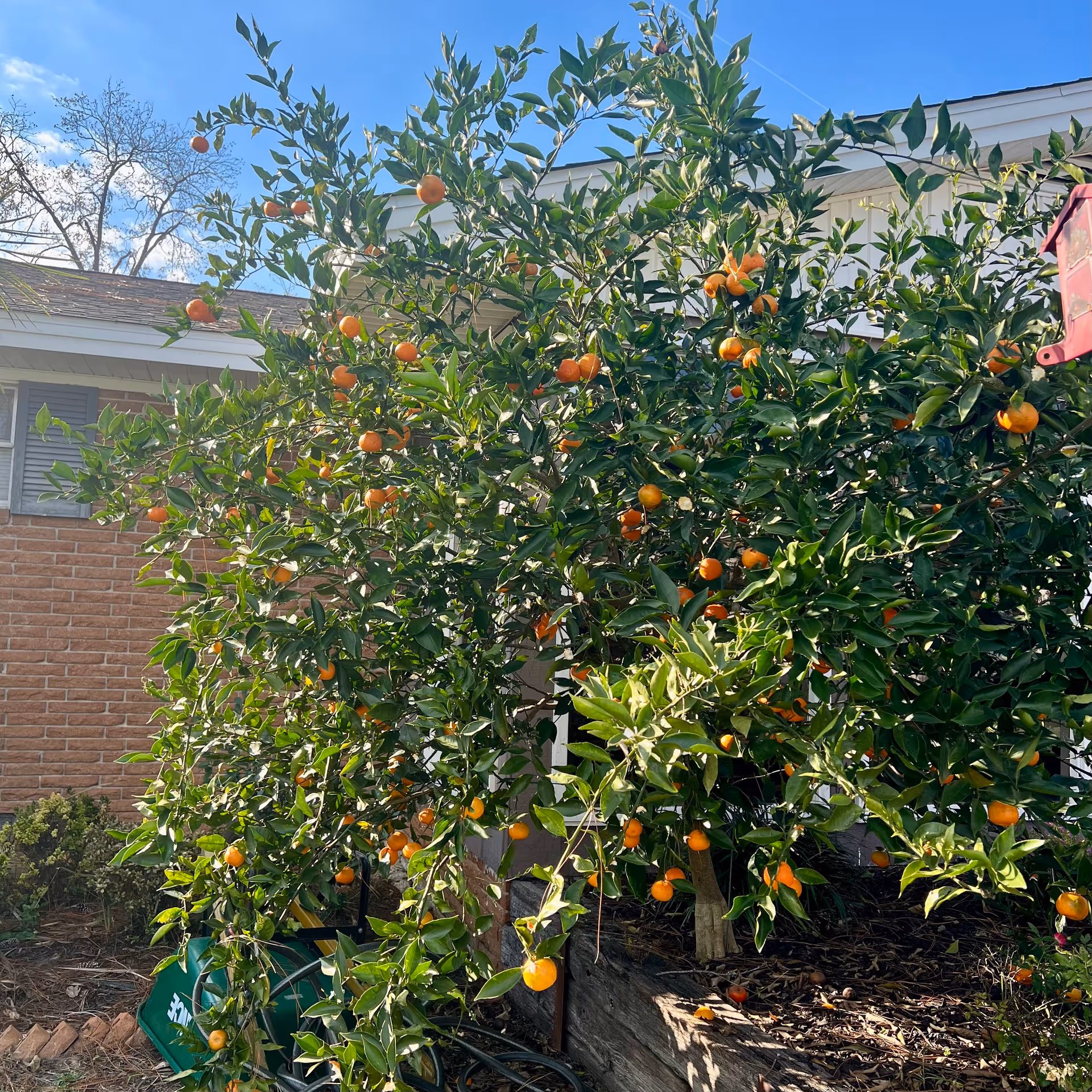 Orange tree laden with fruit grows beside Magnolia Personal Care Home exterior.
