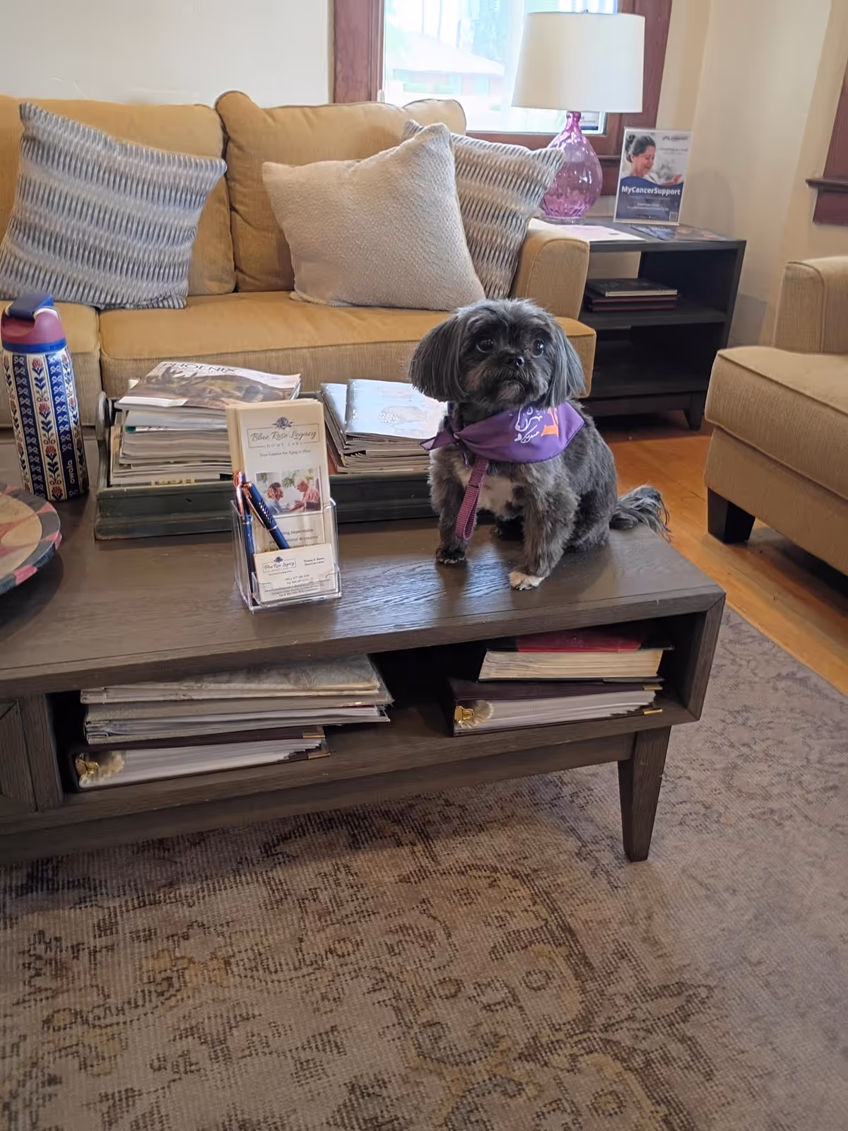 Small dog sits on coffee table in a living room at Blue Rose Legacy Home Care.