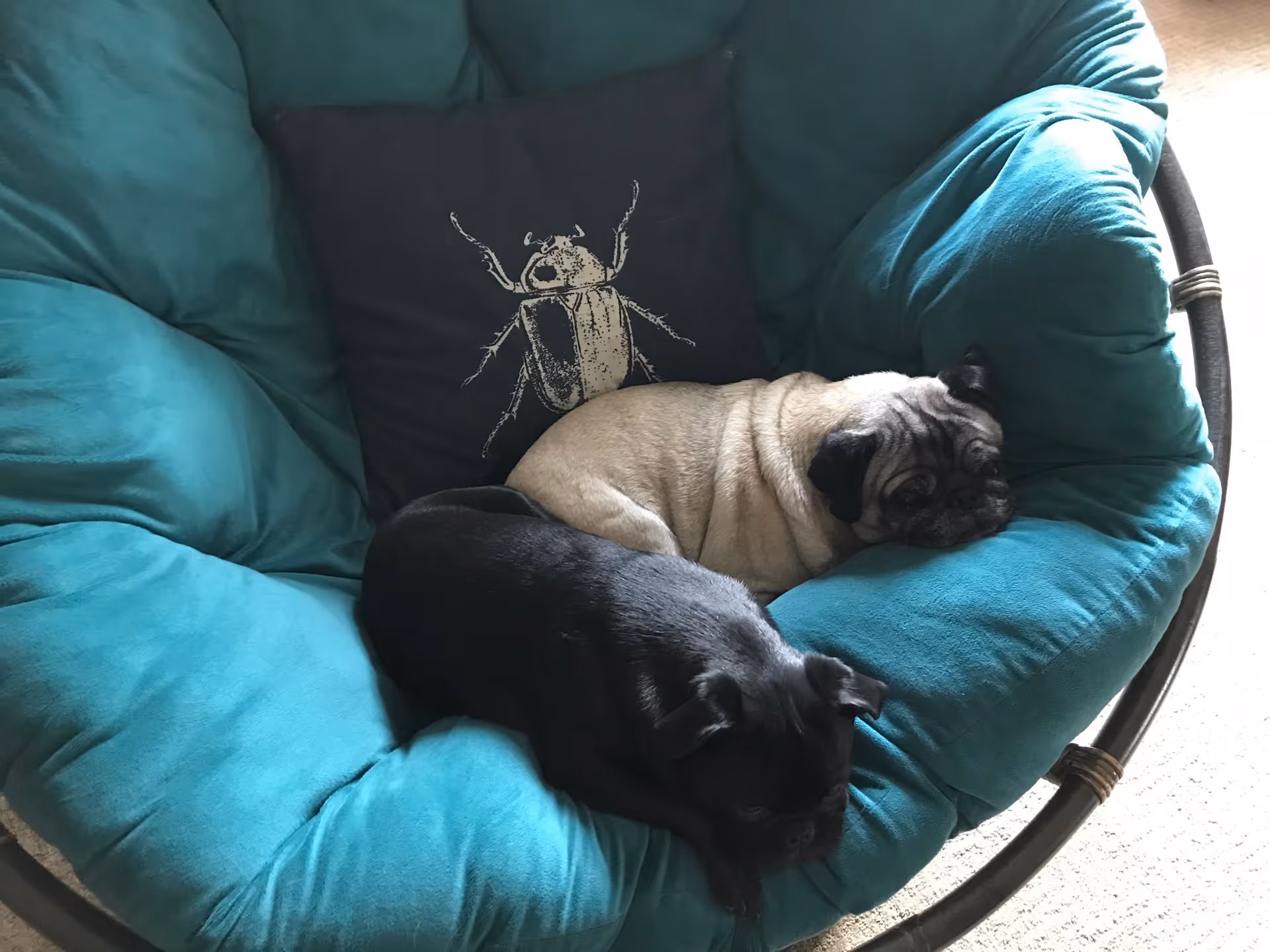 Two small pugs nap on a teal cushioned chair indoors.