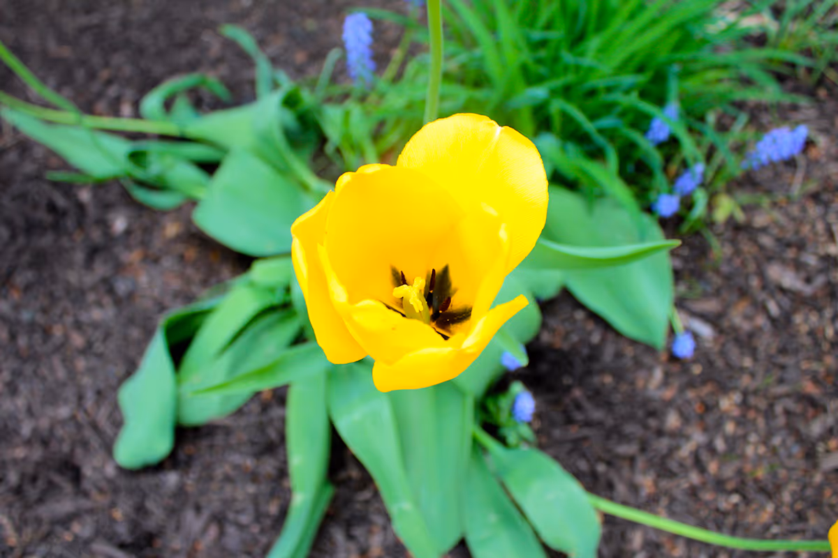 Close-up of a bright yellow tulip flower blooming in a garden bed with green leaves and small purple flowers in the background.