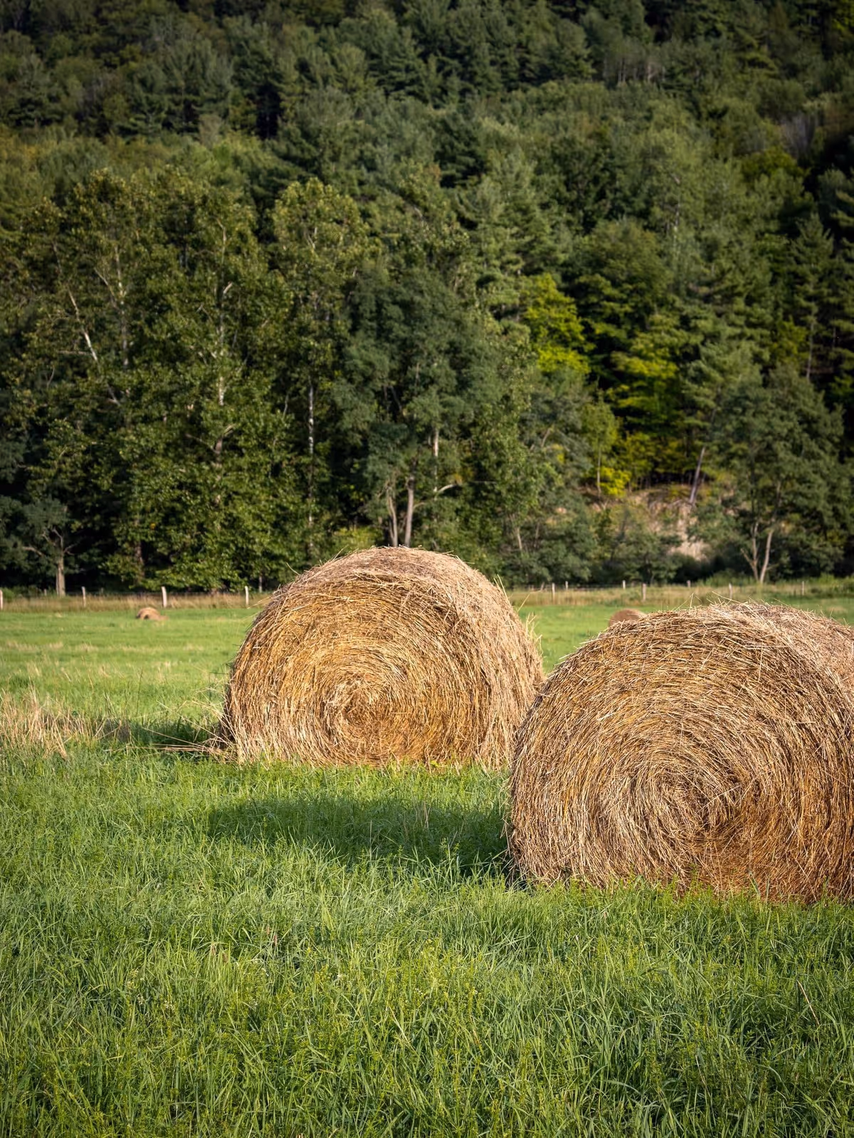 Two round hay bales in a grassy field with a forested hillside beyond