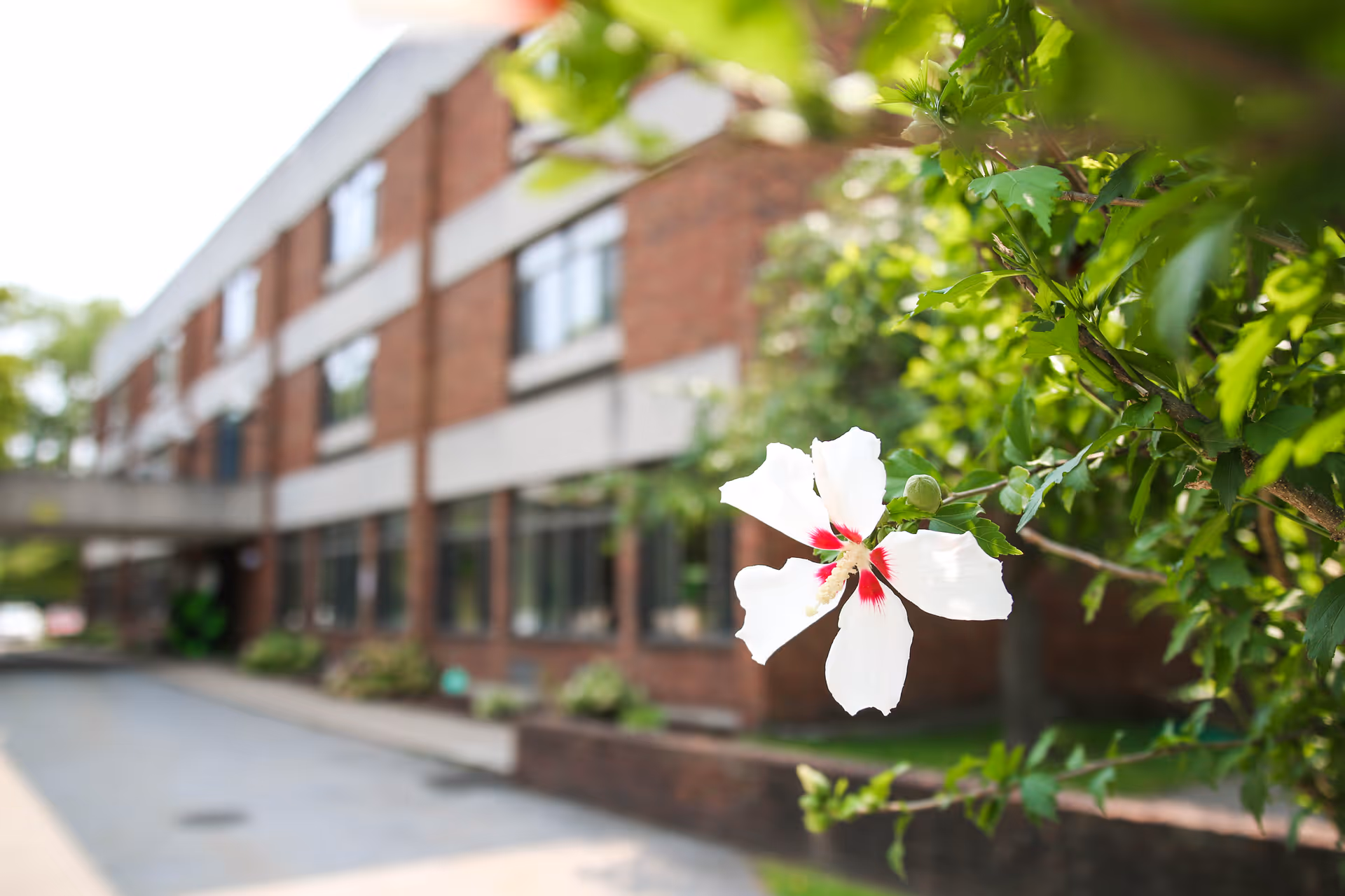 White flower in sharp focus with a brick healthcare building and entrance blurred in the background.