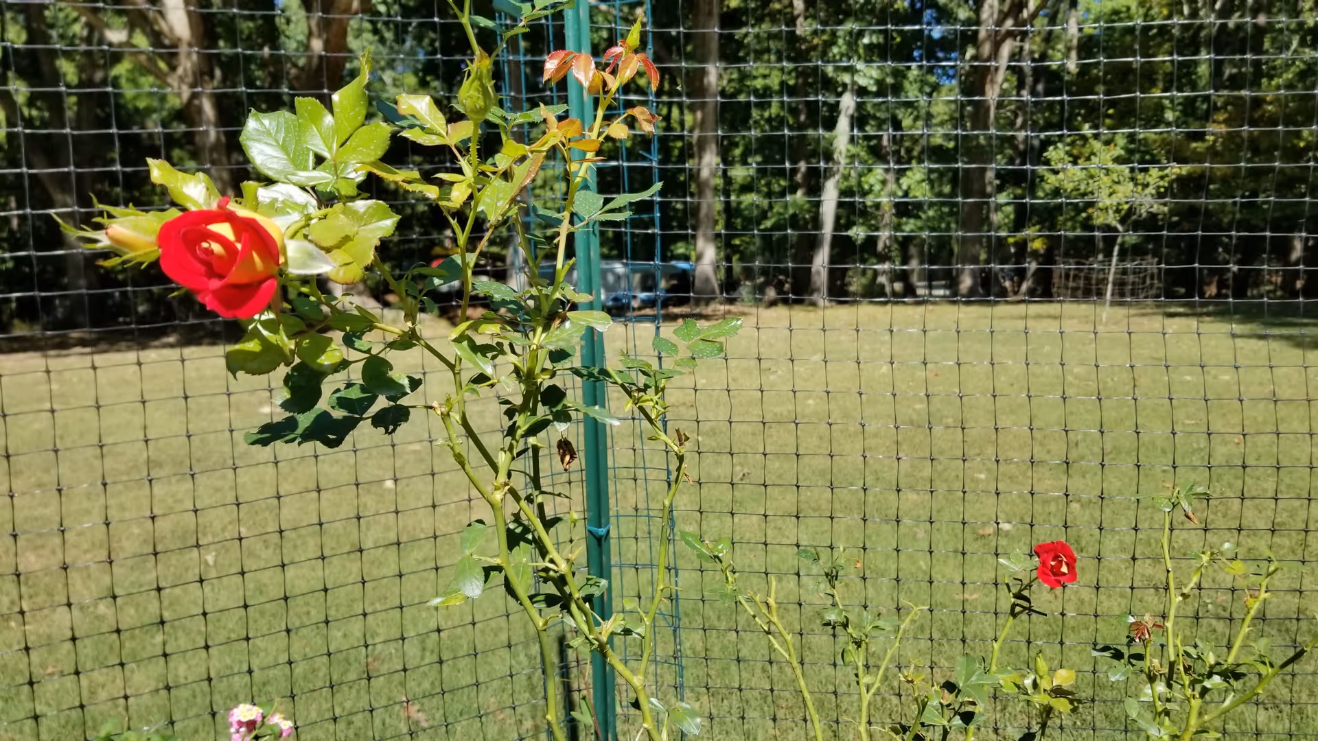 Red roses grow beside a wire fence over a grassy outdoor area.