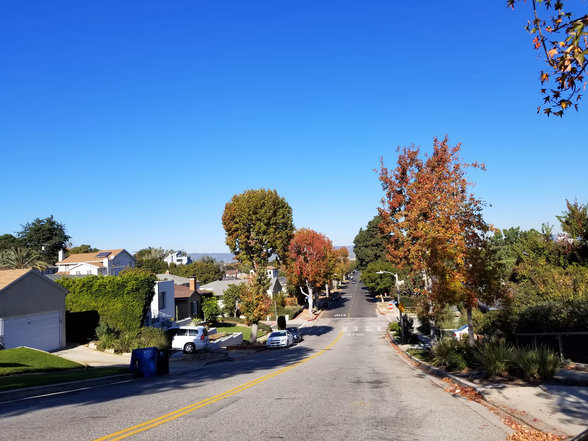 A quiet suburban street lined with colorful trees under a clear blue sky.