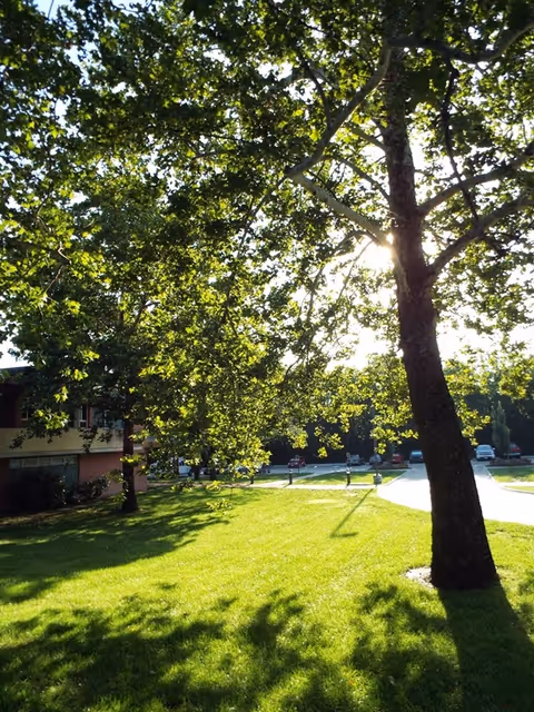 Sunlit lawn with large trees and a building edge visible in the background.