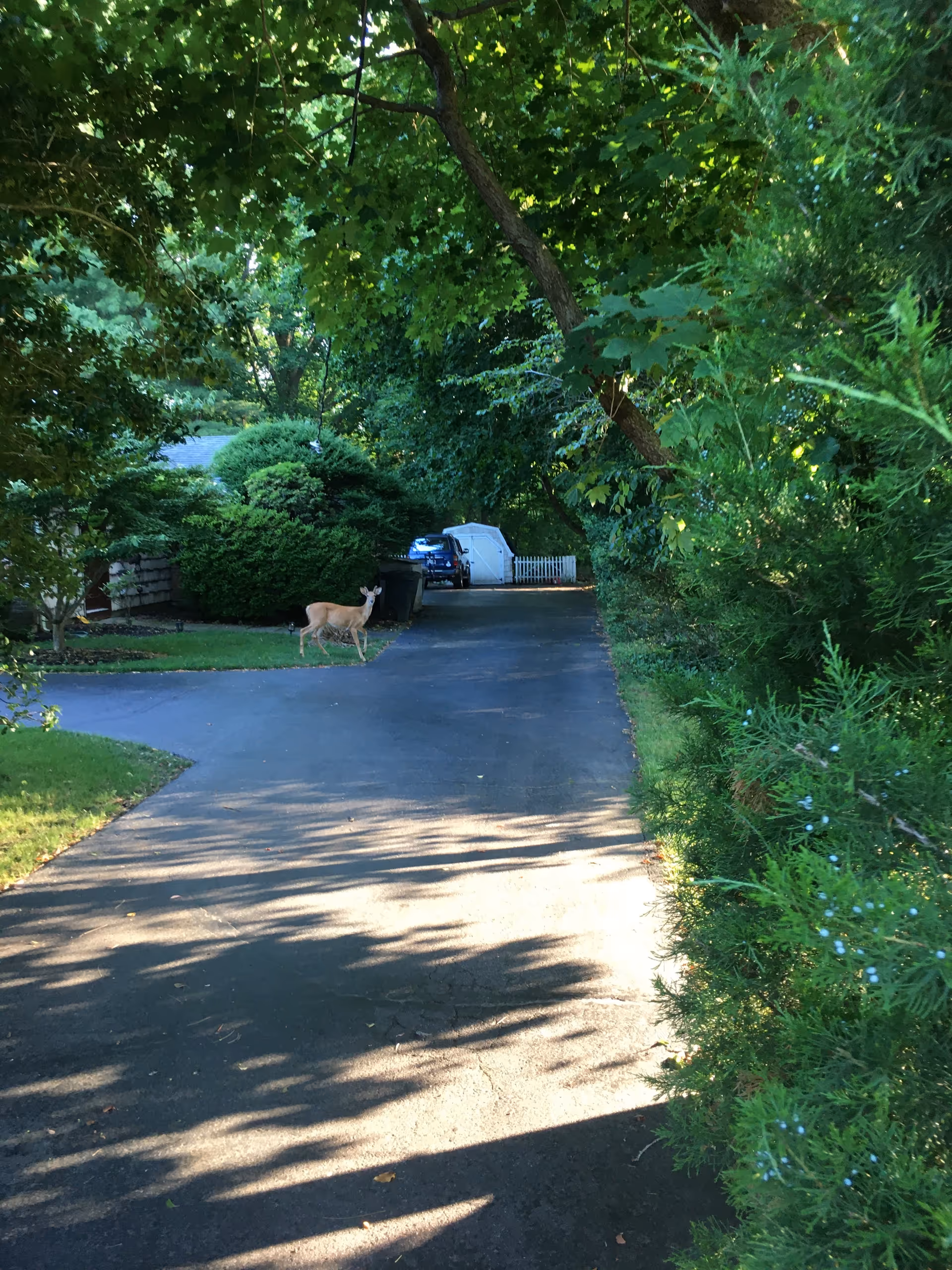 Shaded driveway at Little Silver Home with trees and a standing deer.