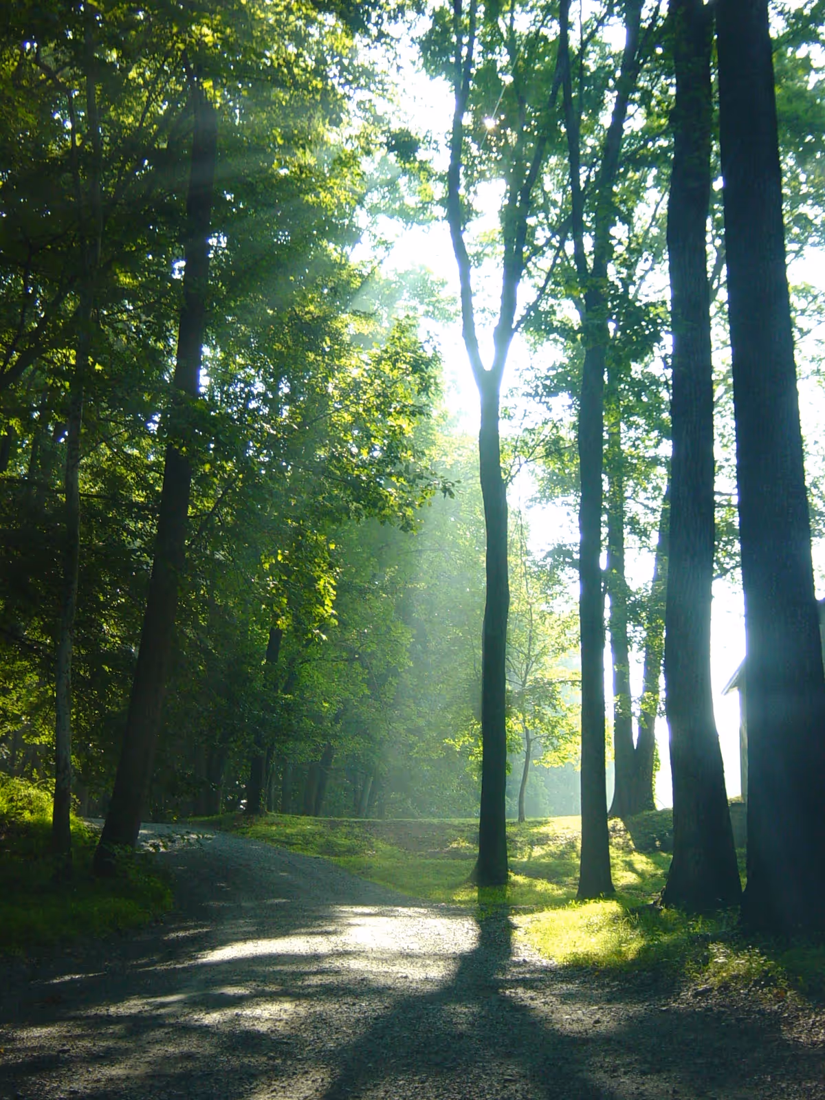 Sunlit forest path lined with tall trees and dappled light.