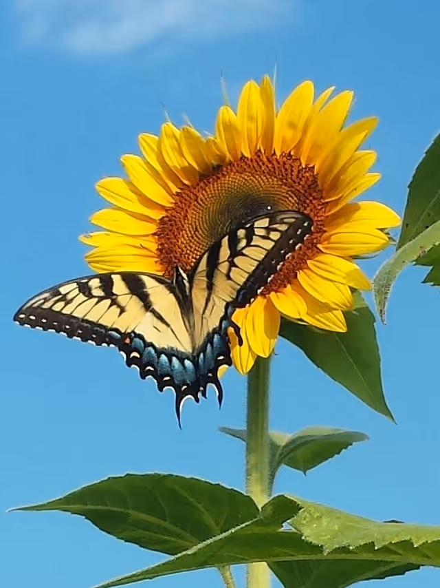 A close-up of a yellow sunflower with a black and yellow butterfly perched on its center against a clear blue sky.