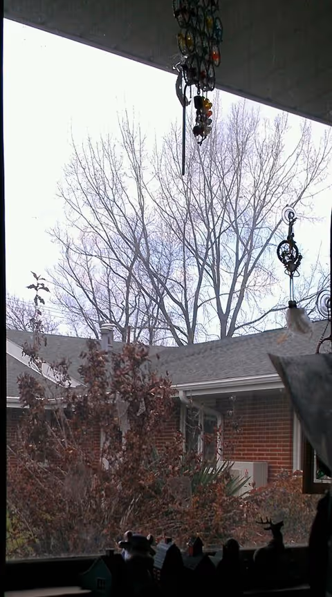 View through a window shows bare trees and a brick building outside.