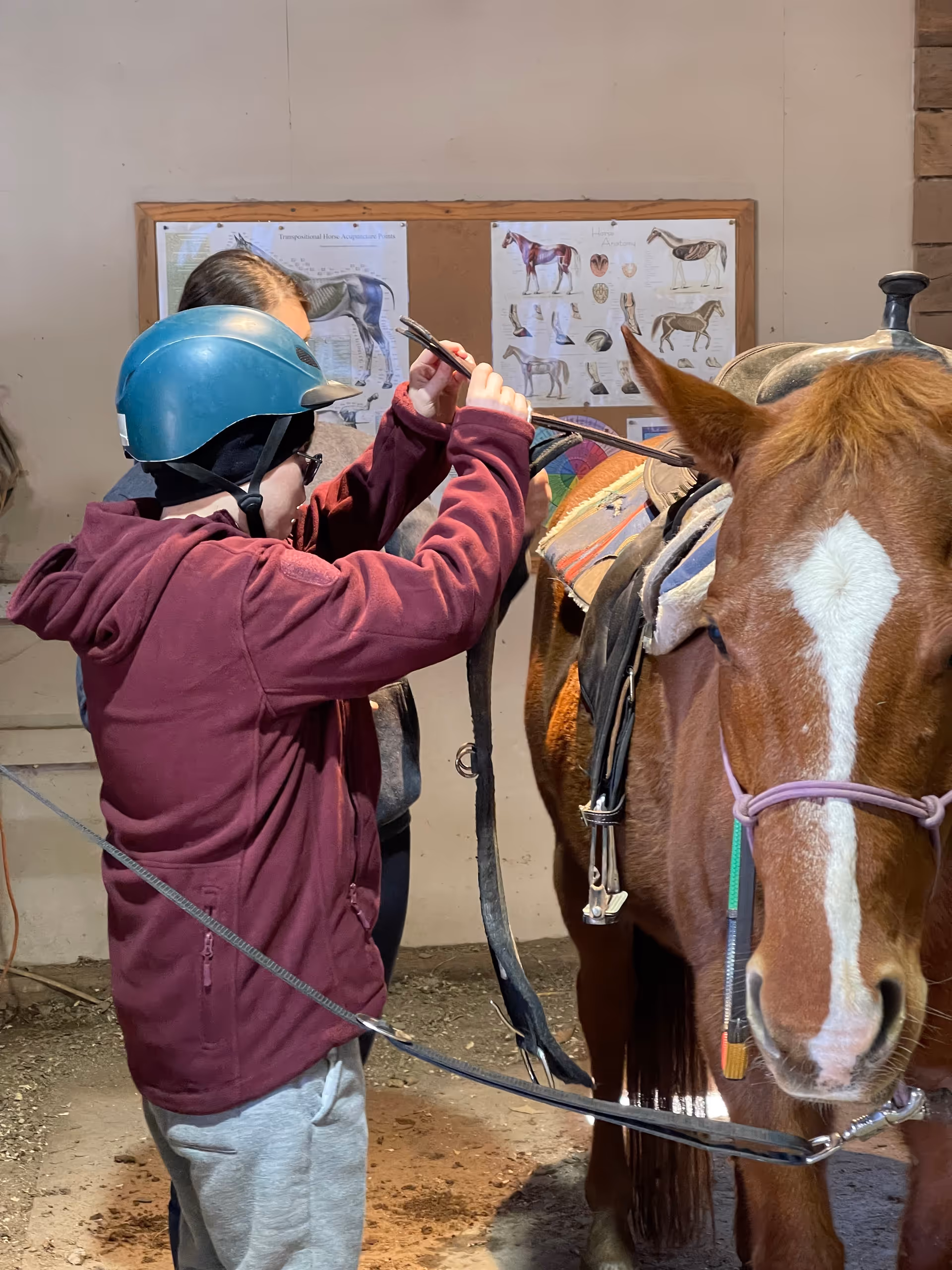 Person in helmet adjusts horse tack inside a stable, with horse nearby and posters of horses.