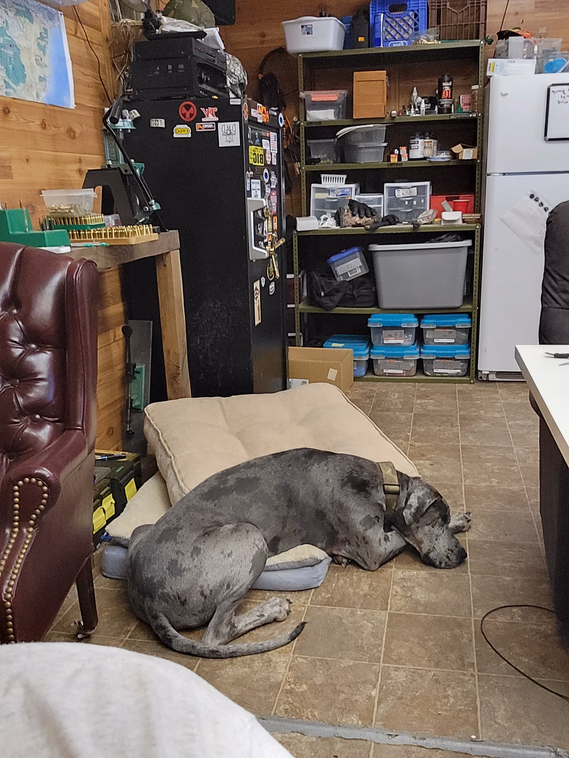 A large dog sleeping on a dog bed in a cluttered indoor storage room.