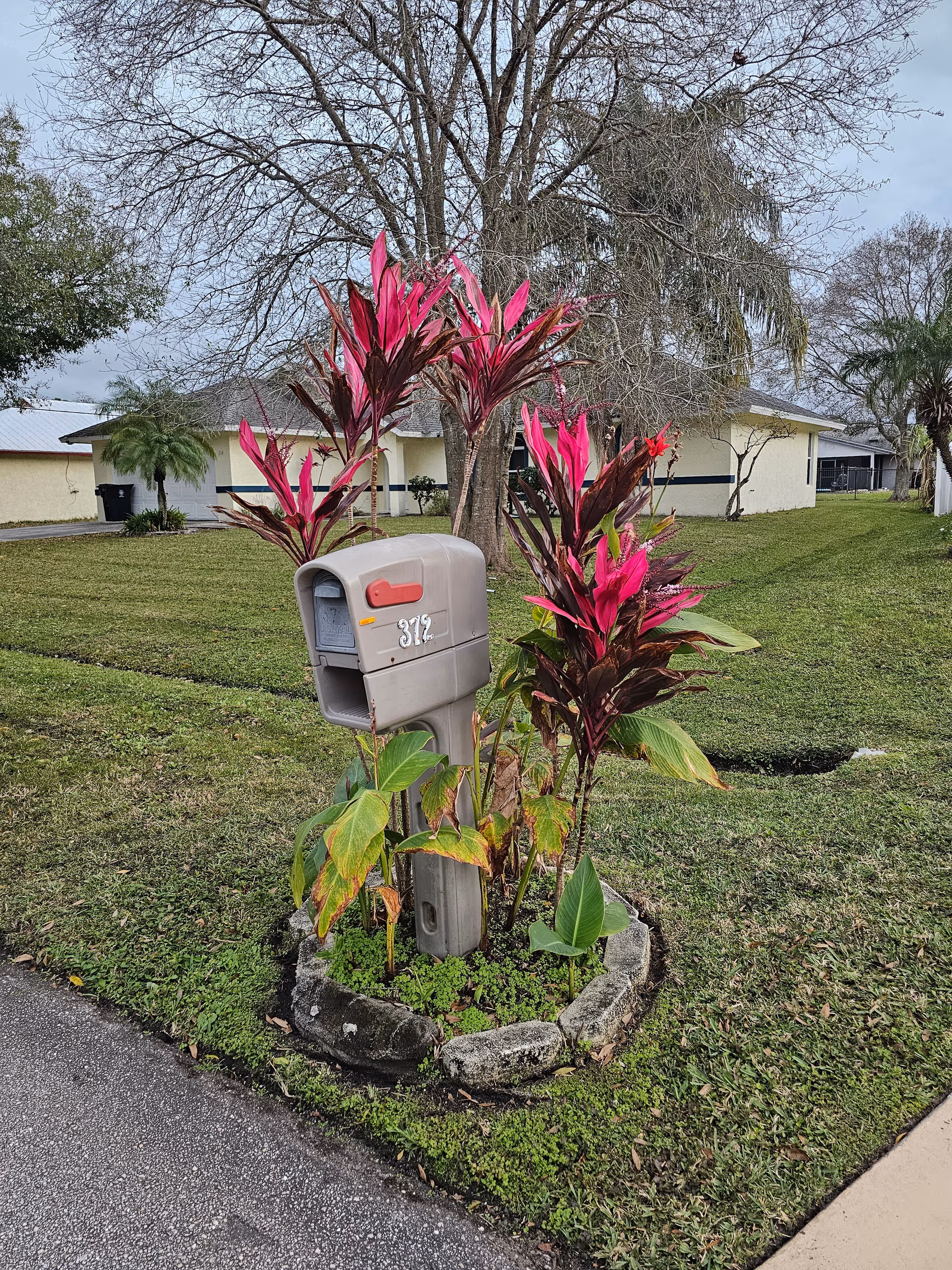 A curbside mailbox surrounded by pink-leaved plants in the front yard of a single-story house.