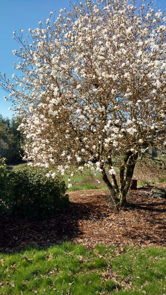 Blooming white-flowered tree in a landscaped outdoor area under a blue sky.
