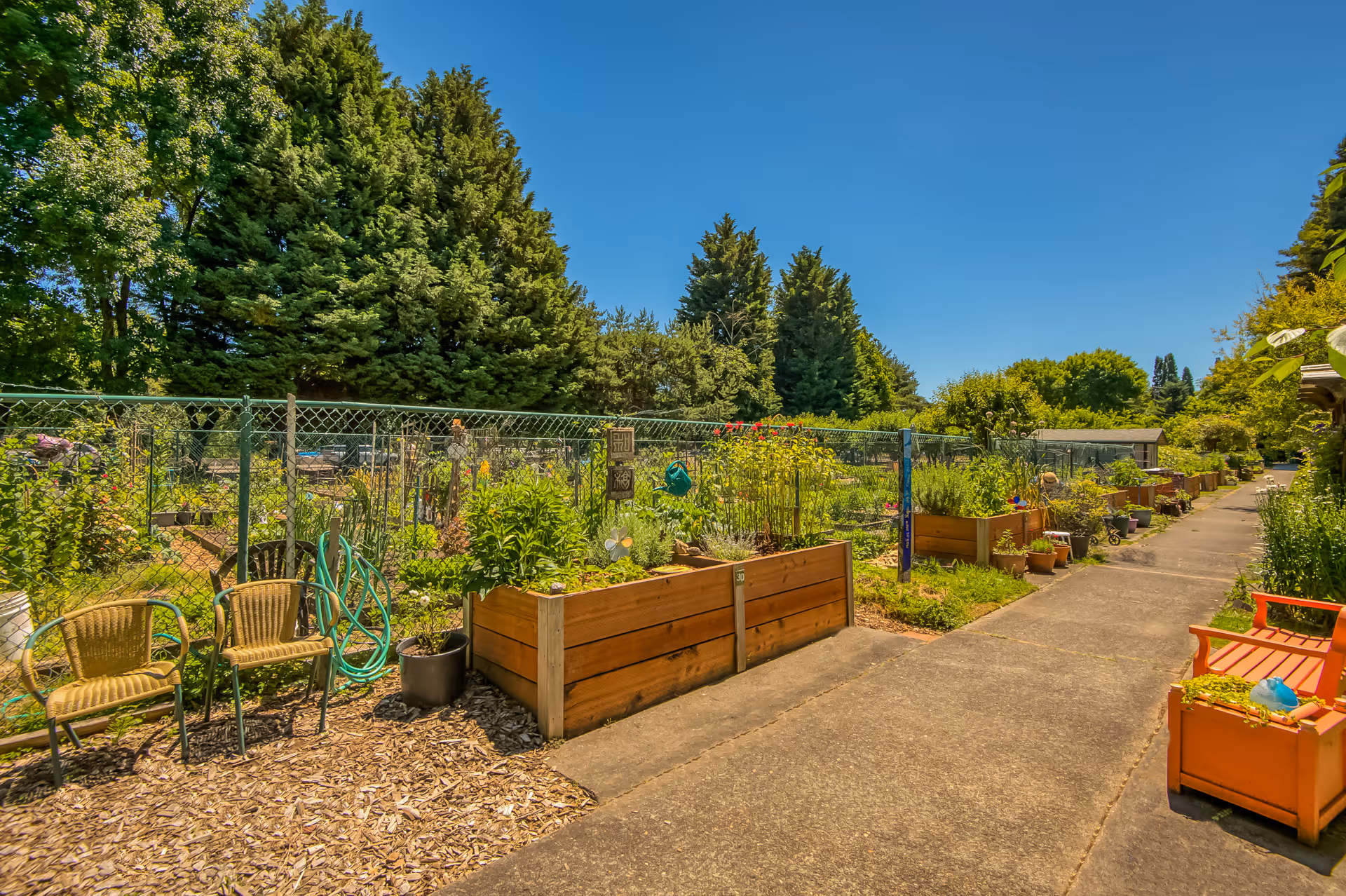 A sunny outdoor garden area with raised wooden planter boxes filled with various plants and flowers. There are two wicker chairs and a garden hose on the left side, and an orange bench with a planter on the right side along a paved walkway. Tall green trees and a clear blue sky are visible in the background.