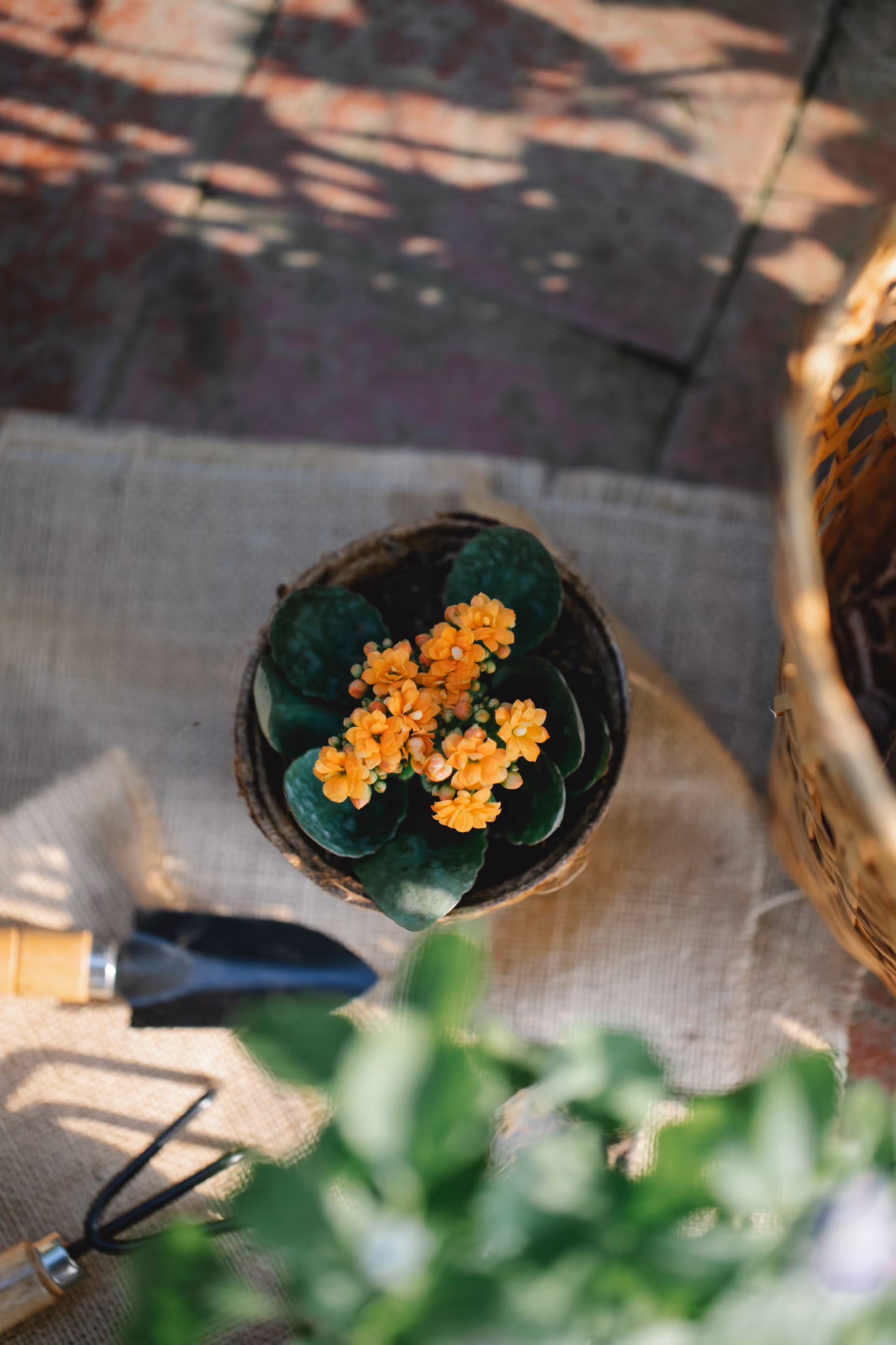 Top-down view of potted orange flowers on a burlap-covered table outdoors.