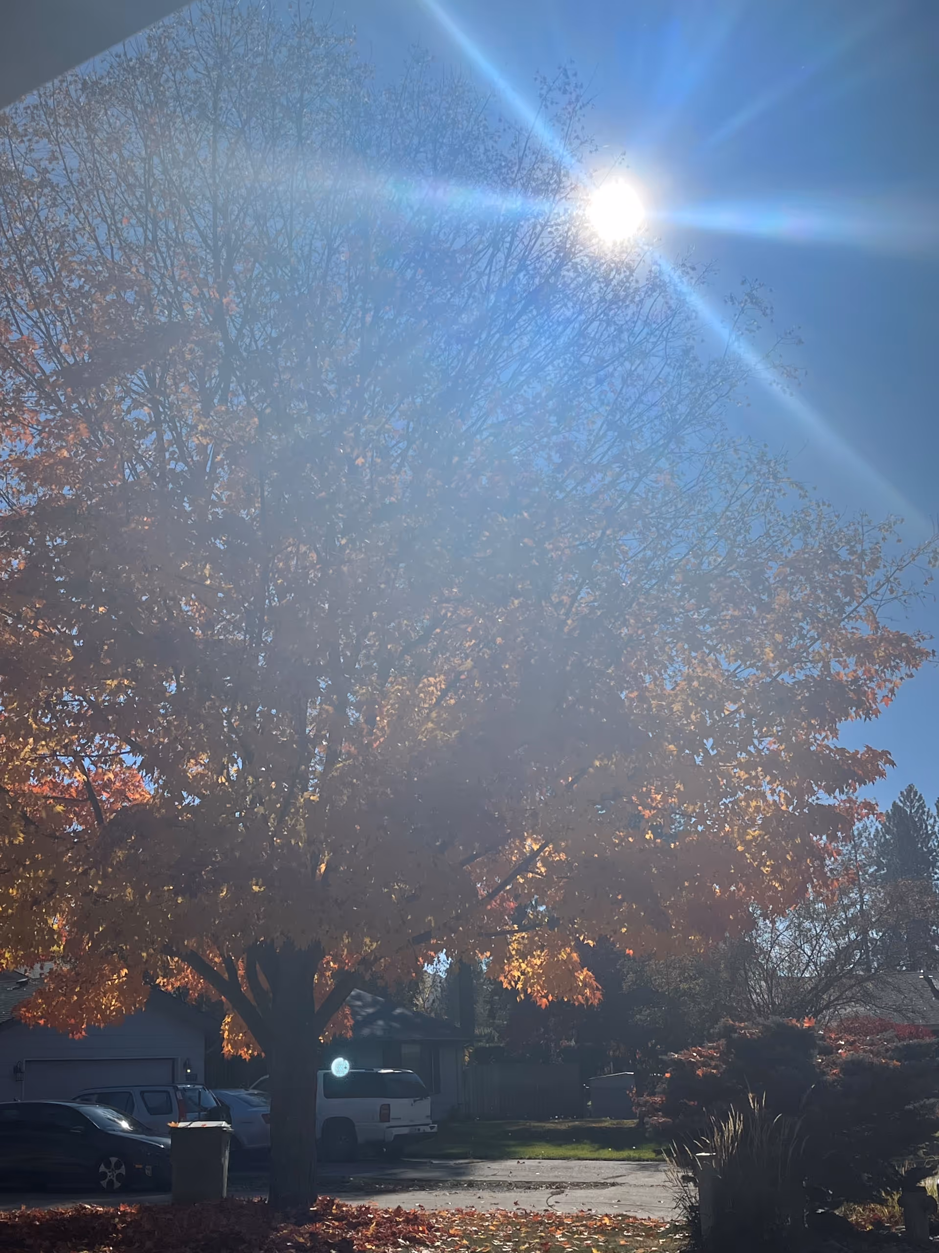 Outdoor scene at Kimberly's Cottage Adult Family Home with sunlit tree and parked cars.