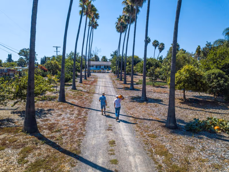 Two people walking down a dirt path lined with tall palm trees on both sides, leading to a house in the distance under a clear blue sky.