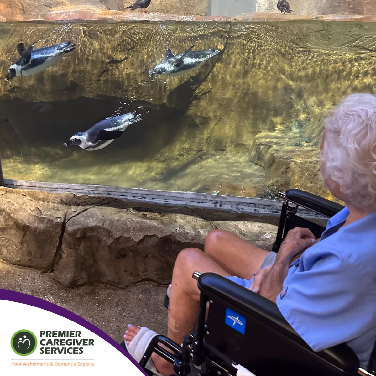 Elderly person in wheelchair gazes at penguins in an aquarium viewing tank.