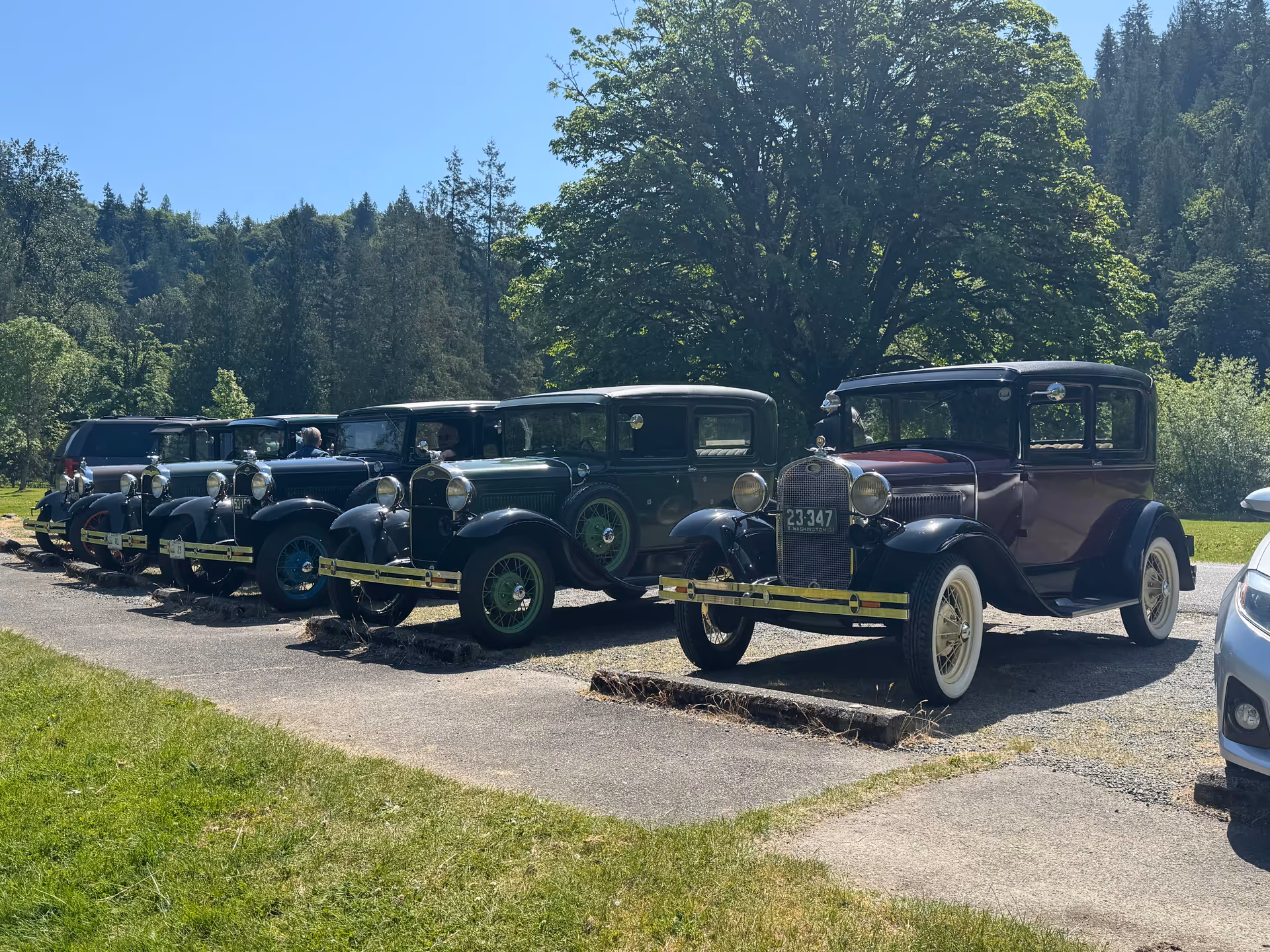 Line of vintage cars parked on a gravel lot with tall trees and blue sky.