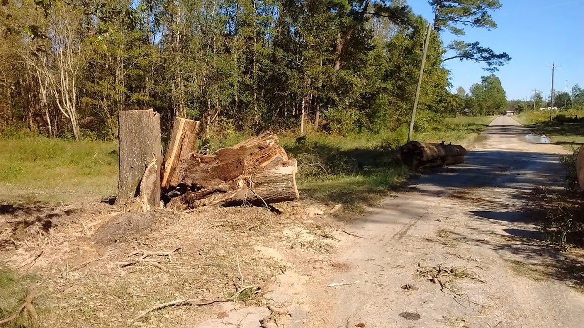 A rural dirt road with tree stumps and logs on the side, surrounded by green grass and dense trees under a clear blue sky.