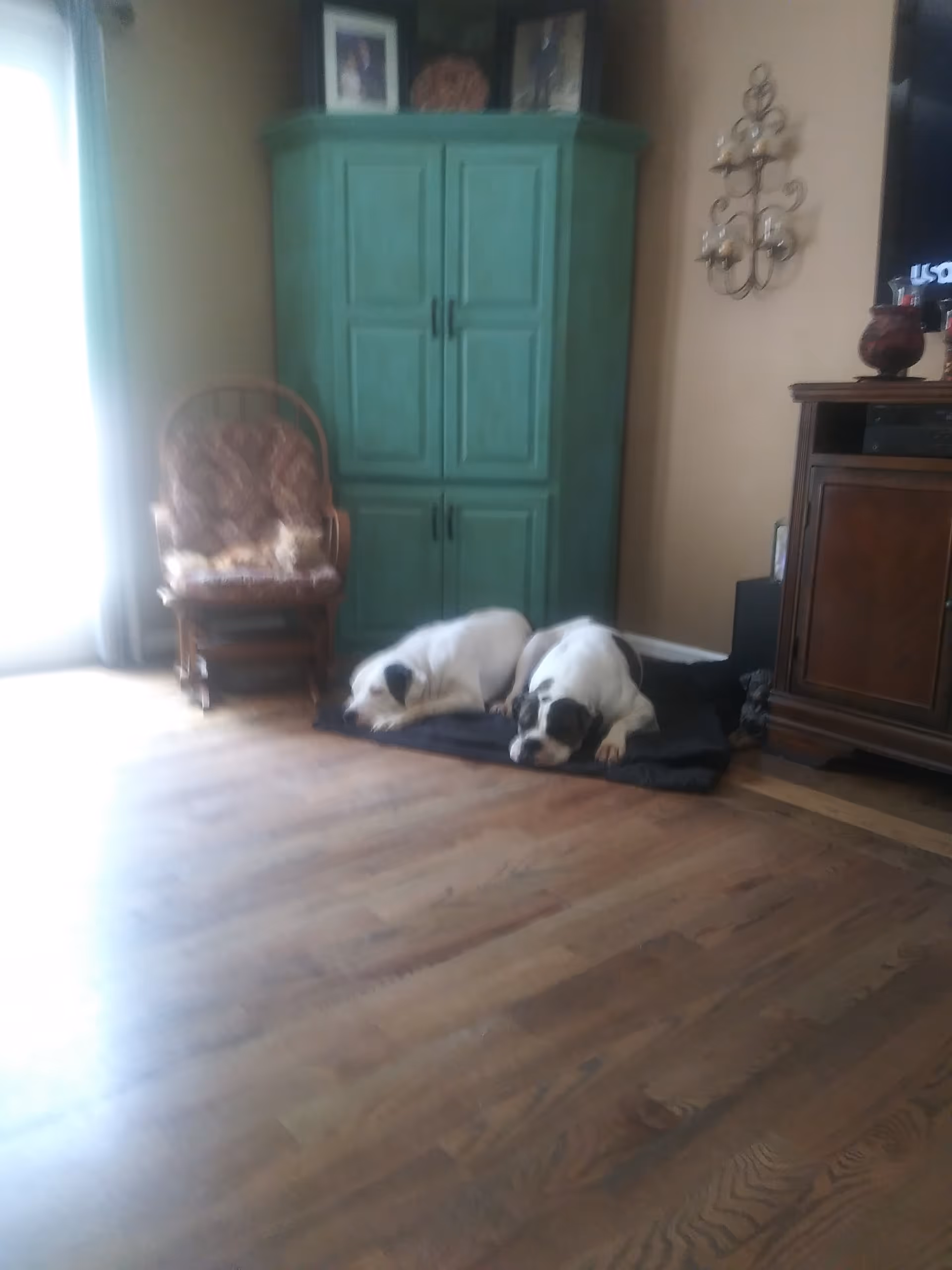 Two white dogs nap on a mat beside a green cabinet in a cozy living room.