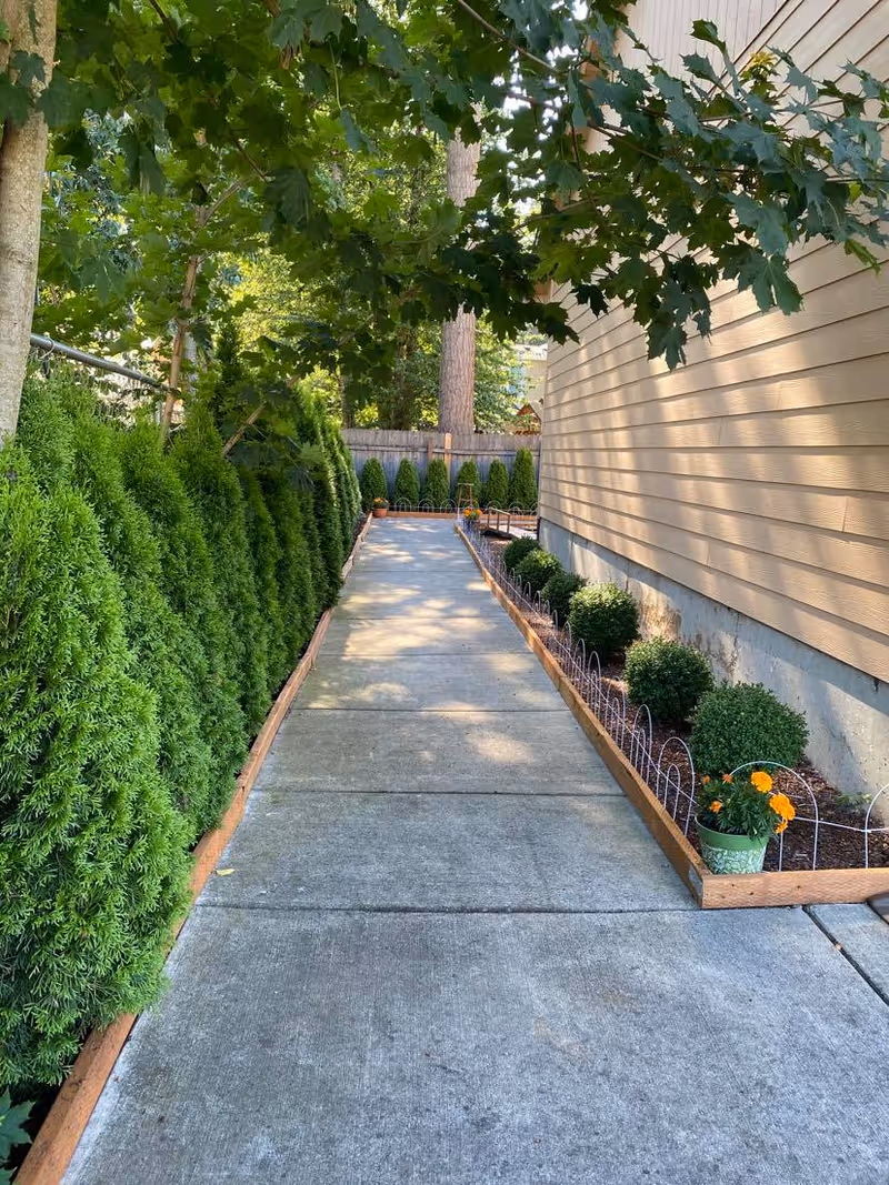 Narrow outdoor walkway flanked by evergreen hedges beside a beige building.