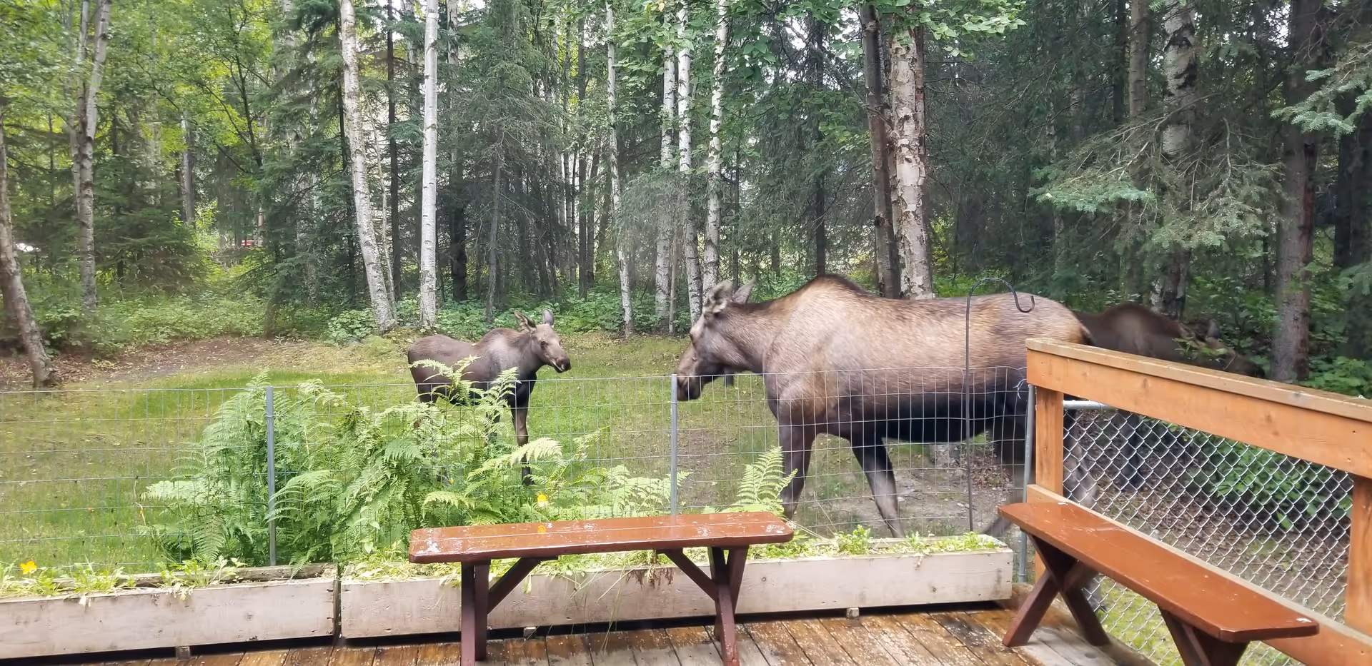 View from a wooden deck with benches looking out onto a fenced grassy area with three moose standing near the fence, surrounded by a forest of tall trees and greenery.
