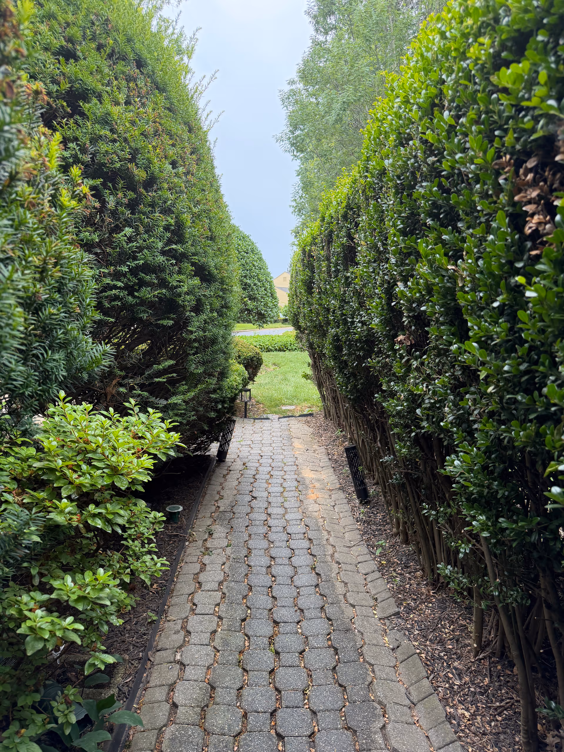 Paved walkway flanked by tall green hedges leading to a grassy yard.