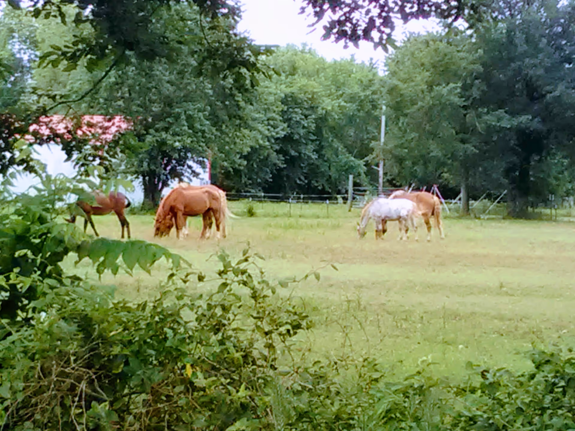 Pasture scene with several horses grazing under trees, fence visible in the background.